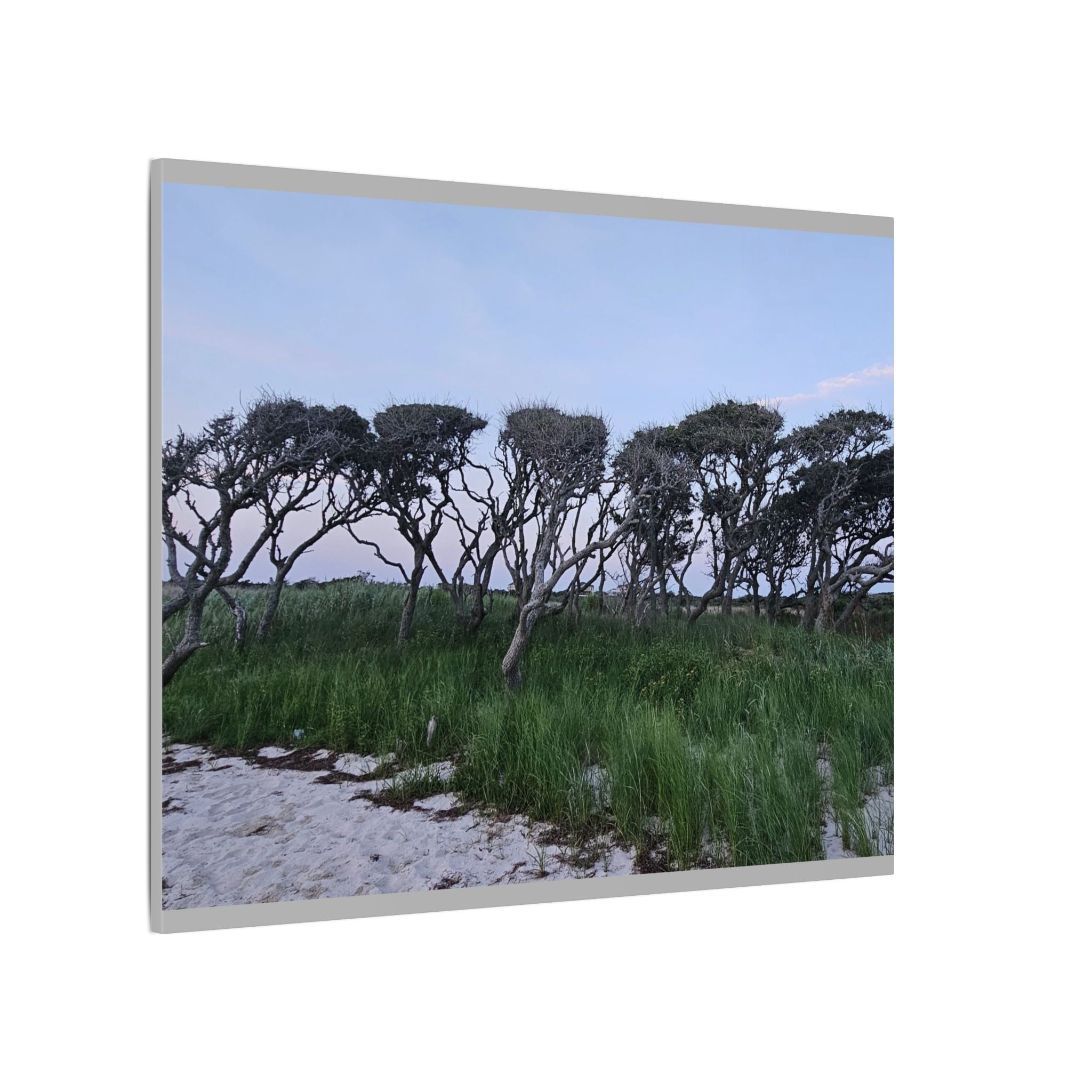 Coastal Windblown Trees Canvas