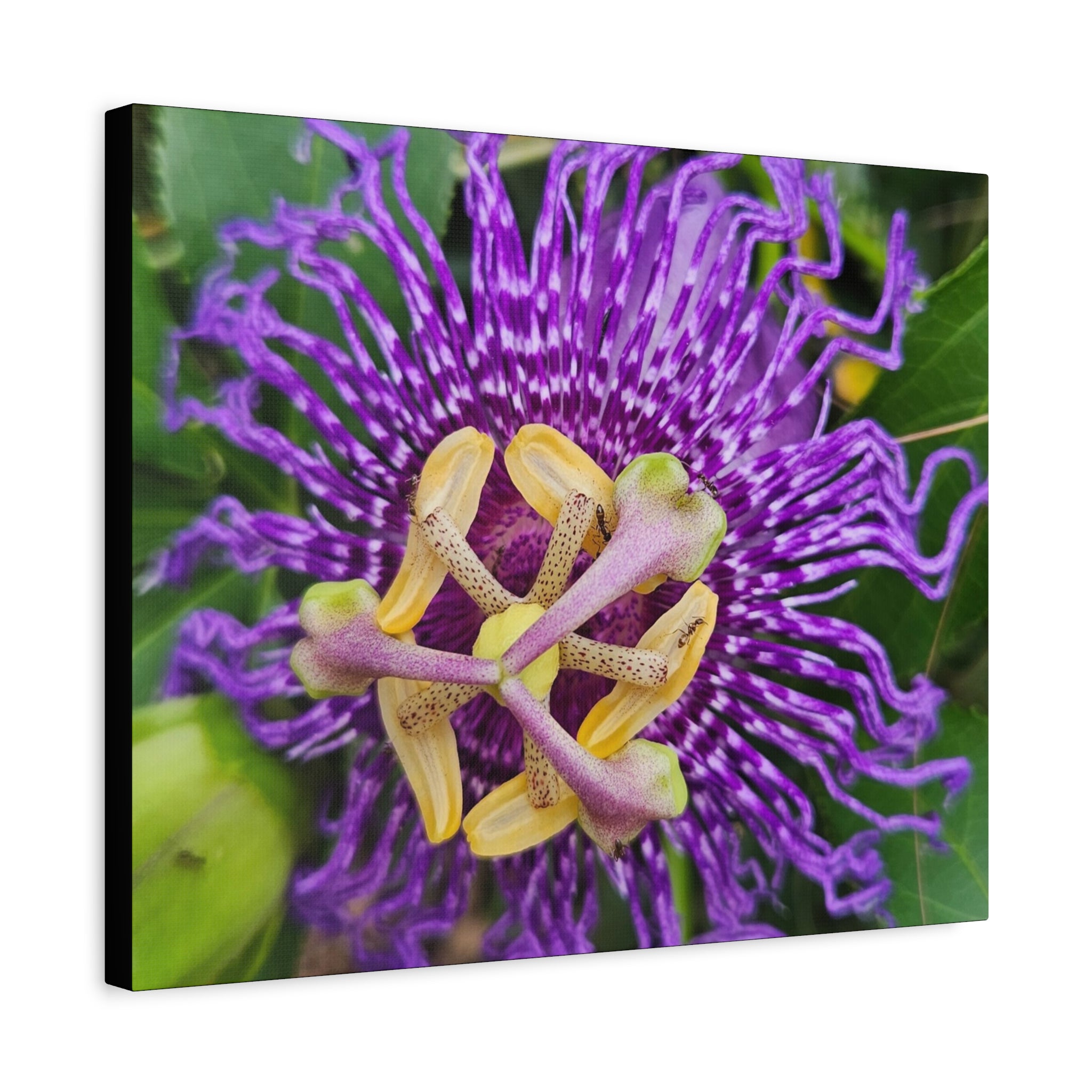Purple Passionflower Close-Up Matte Canvas Print (Stretched)