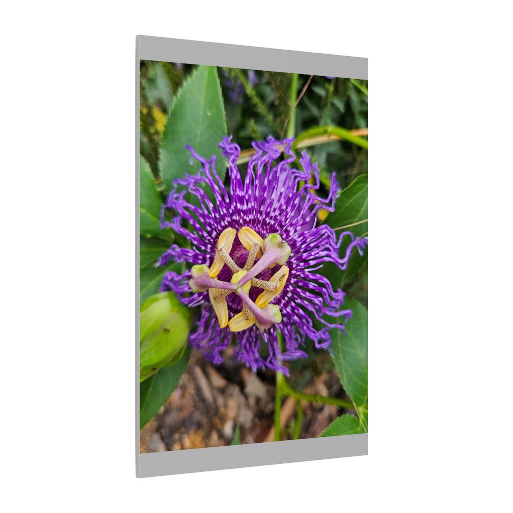Purple Passionflower Botanical Canvas