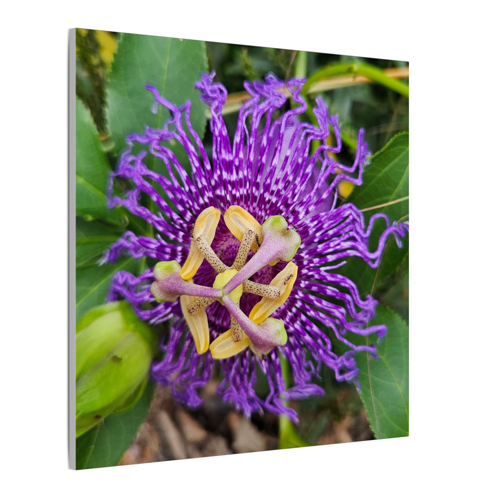 Purple Passionflower Botanical Canvas