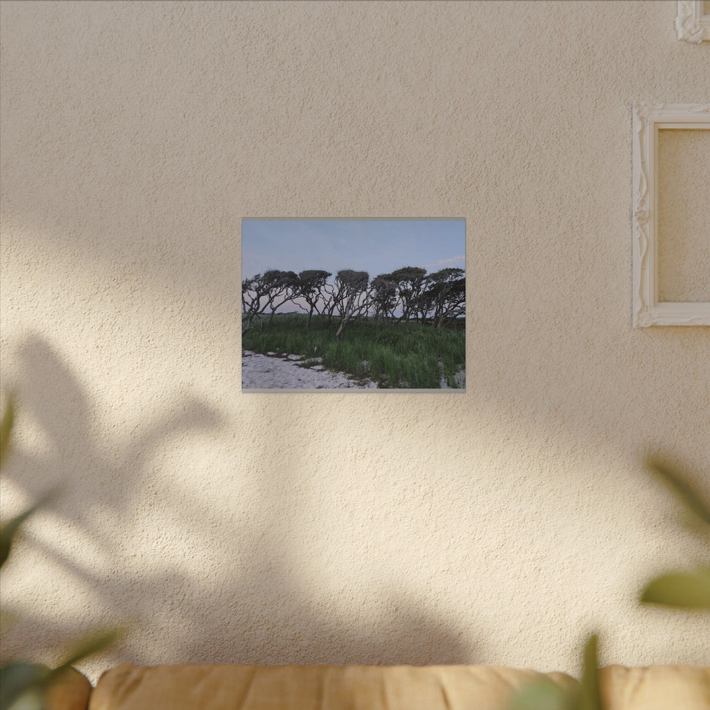 Coastal Windblown Trees Canvas