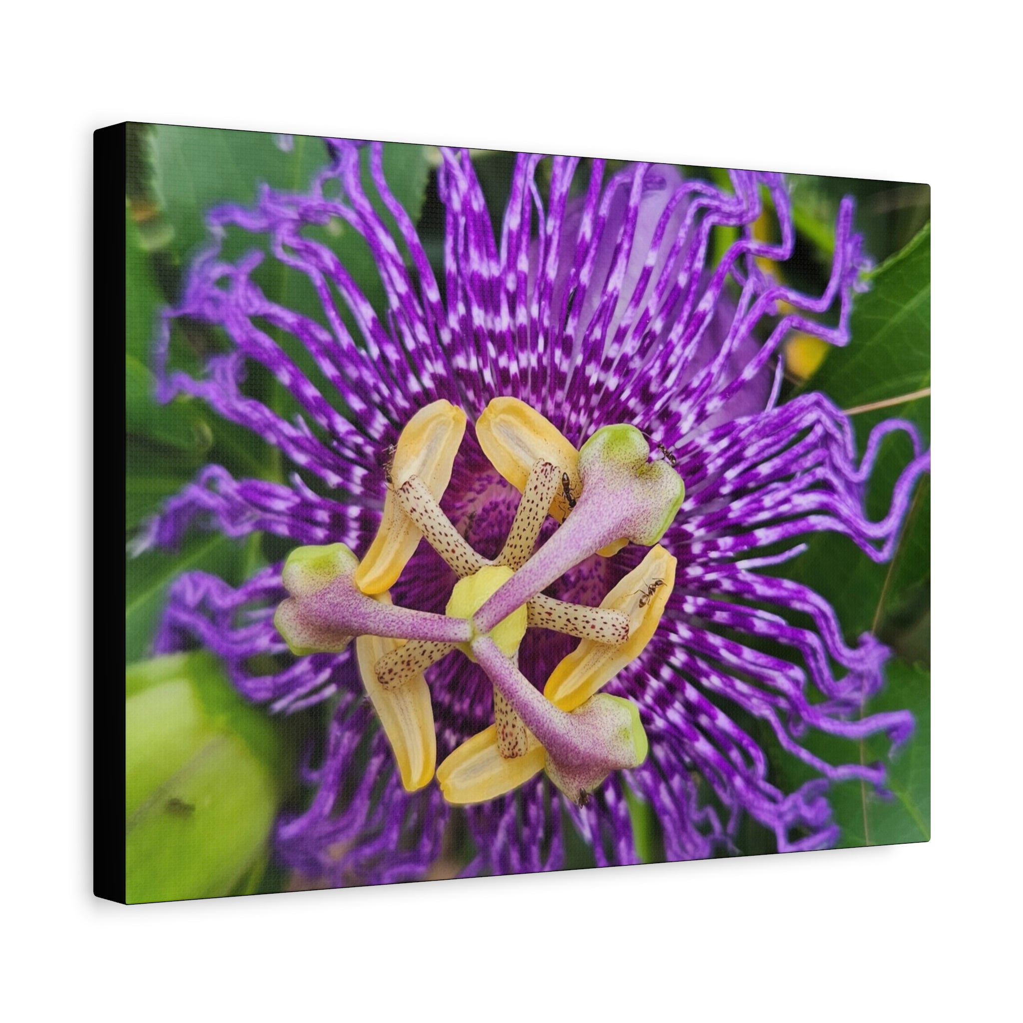 Purple Passionflower Close-Up Matte Canvas Print (Stretched)