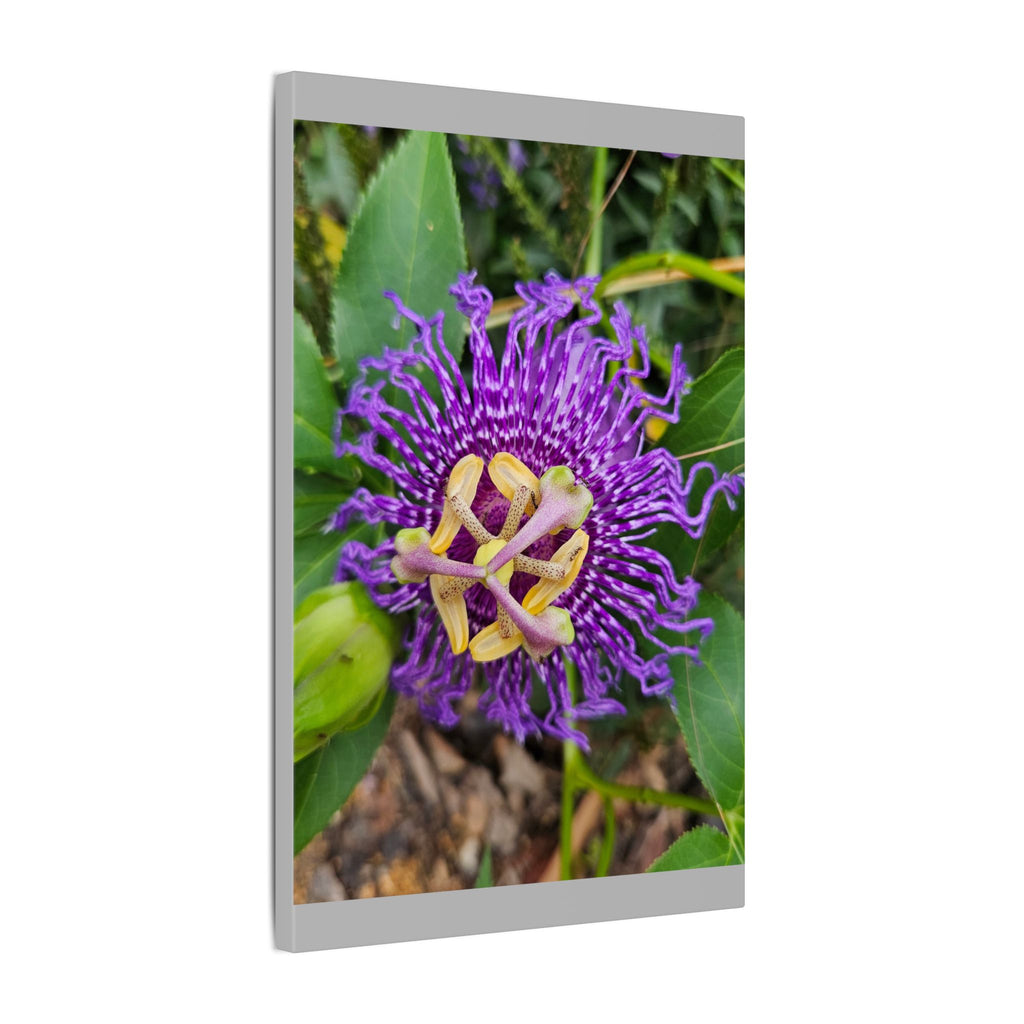 Purple Passionflower Botanical Canvas