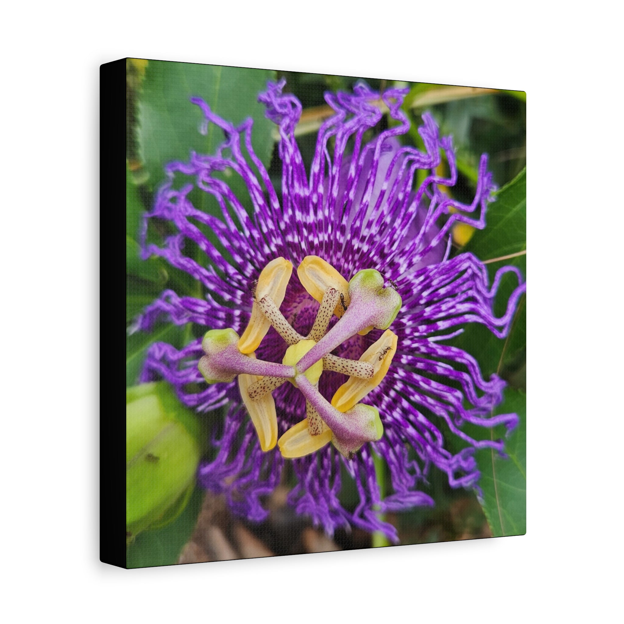 Purple Passionflower Close-Up Matte Canvas Print (Stretched)
