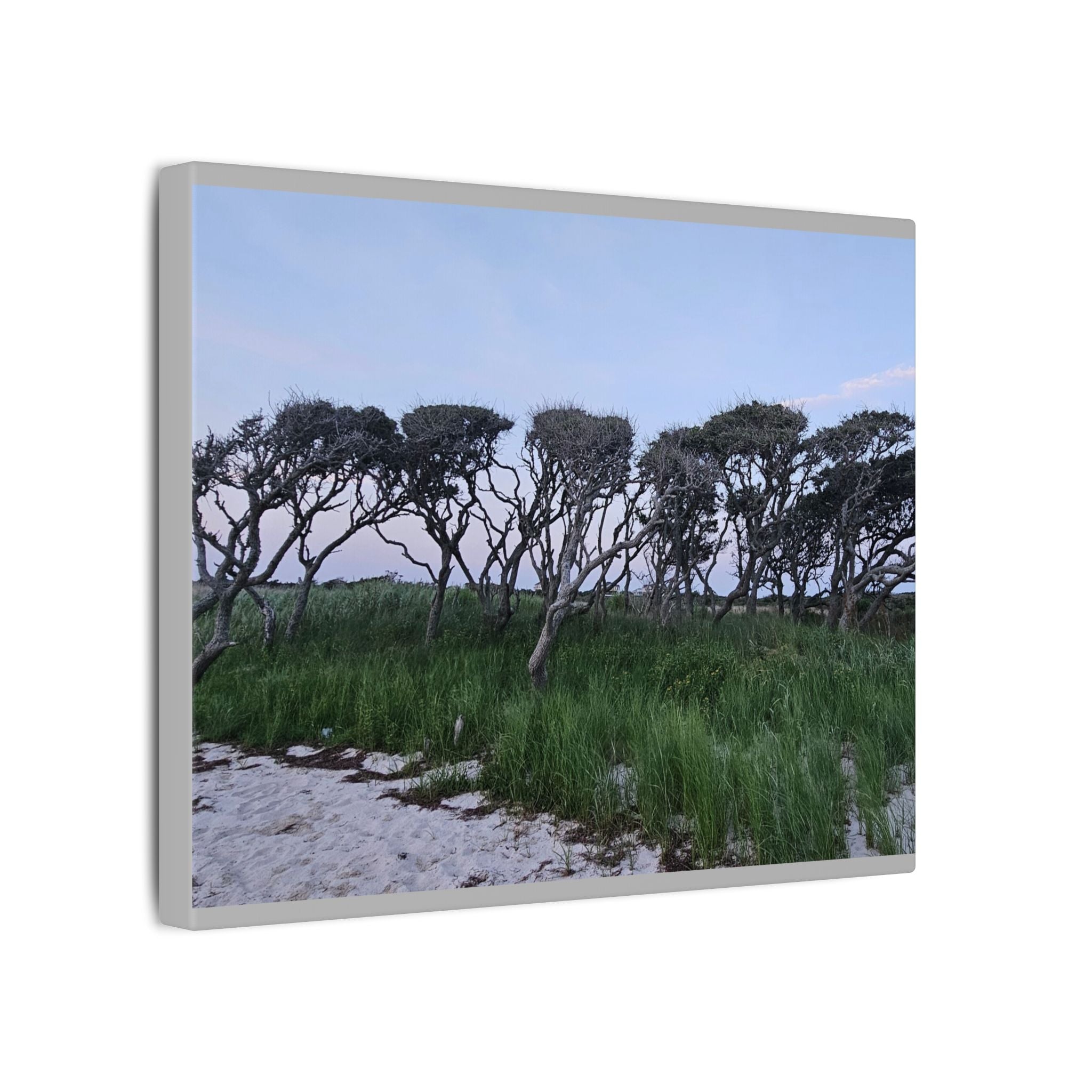 Coastal Windblown Trees Canvas