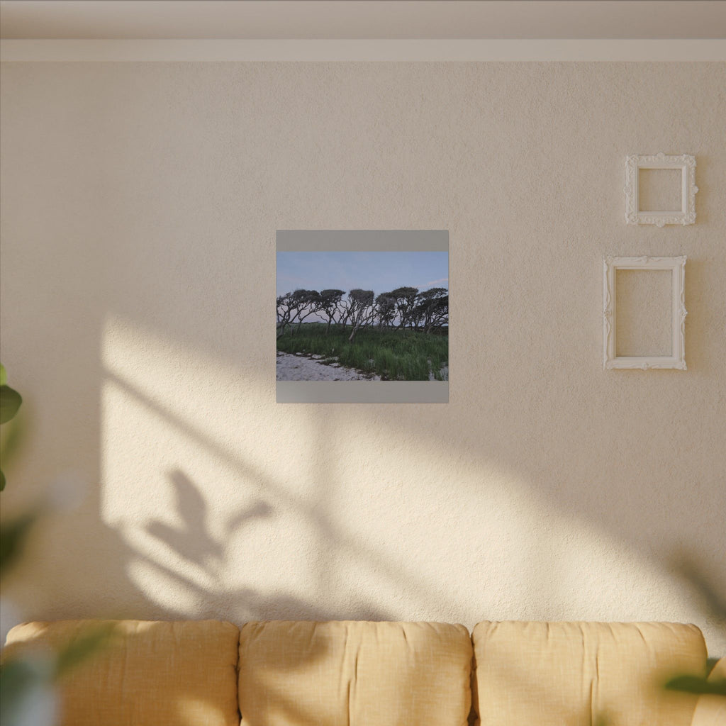 Coastal Windblown Trees Canvas