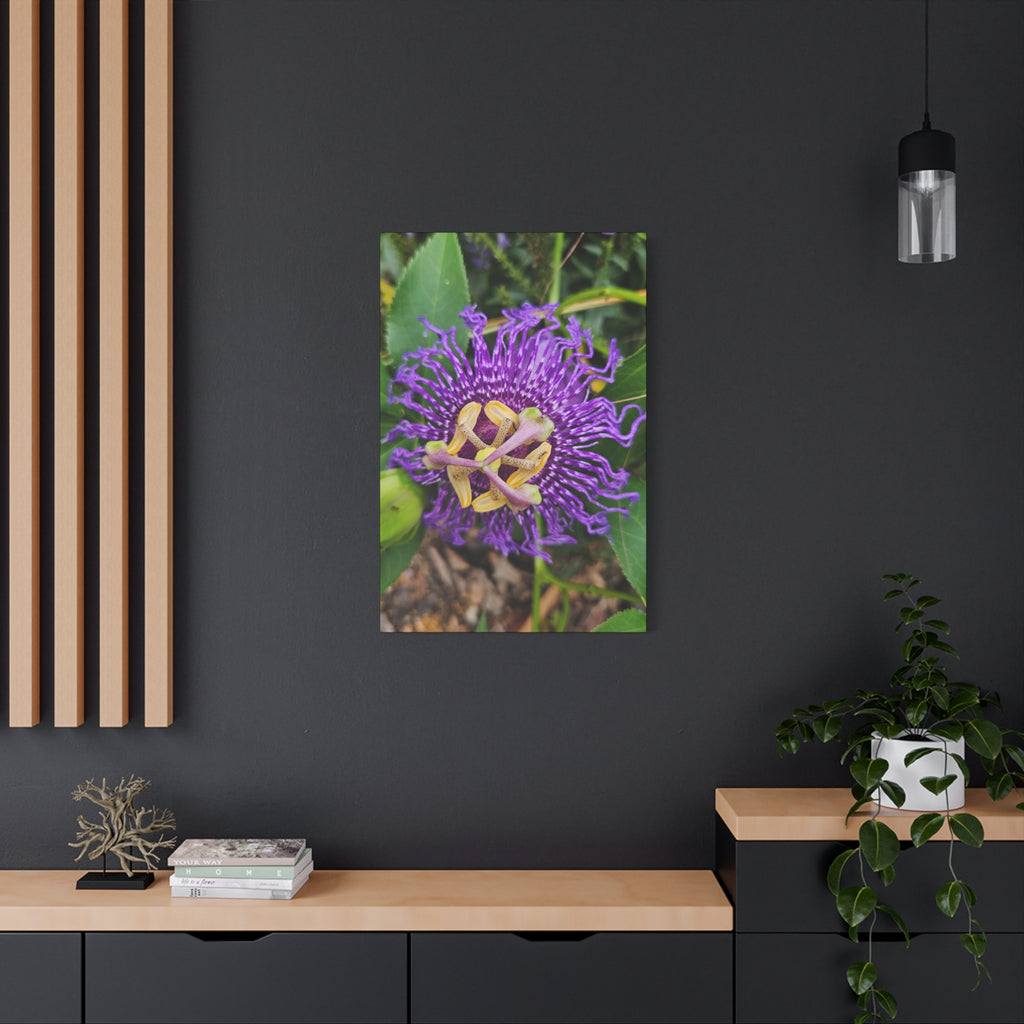 Purple Passionflower Close-Up Matte Canvas Print (Stretched)