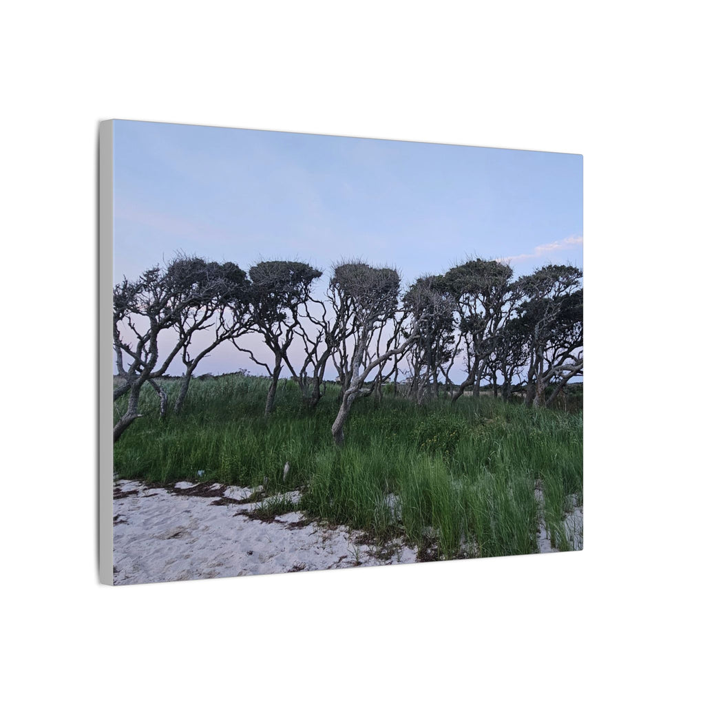 Coastal Windblown Trees Canvas