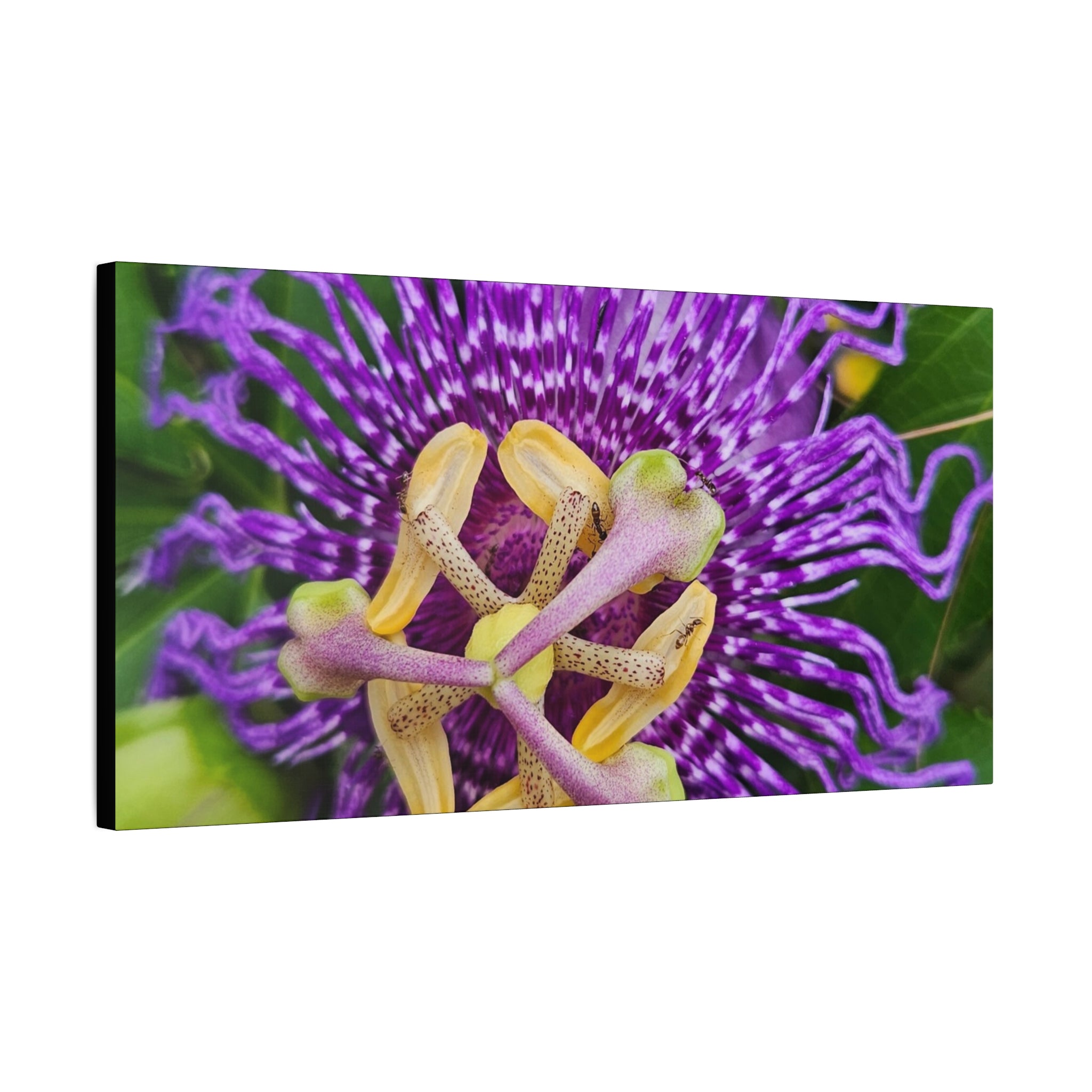 Purple Passionflower Close-Up Matte Canvas Print (Stretched)