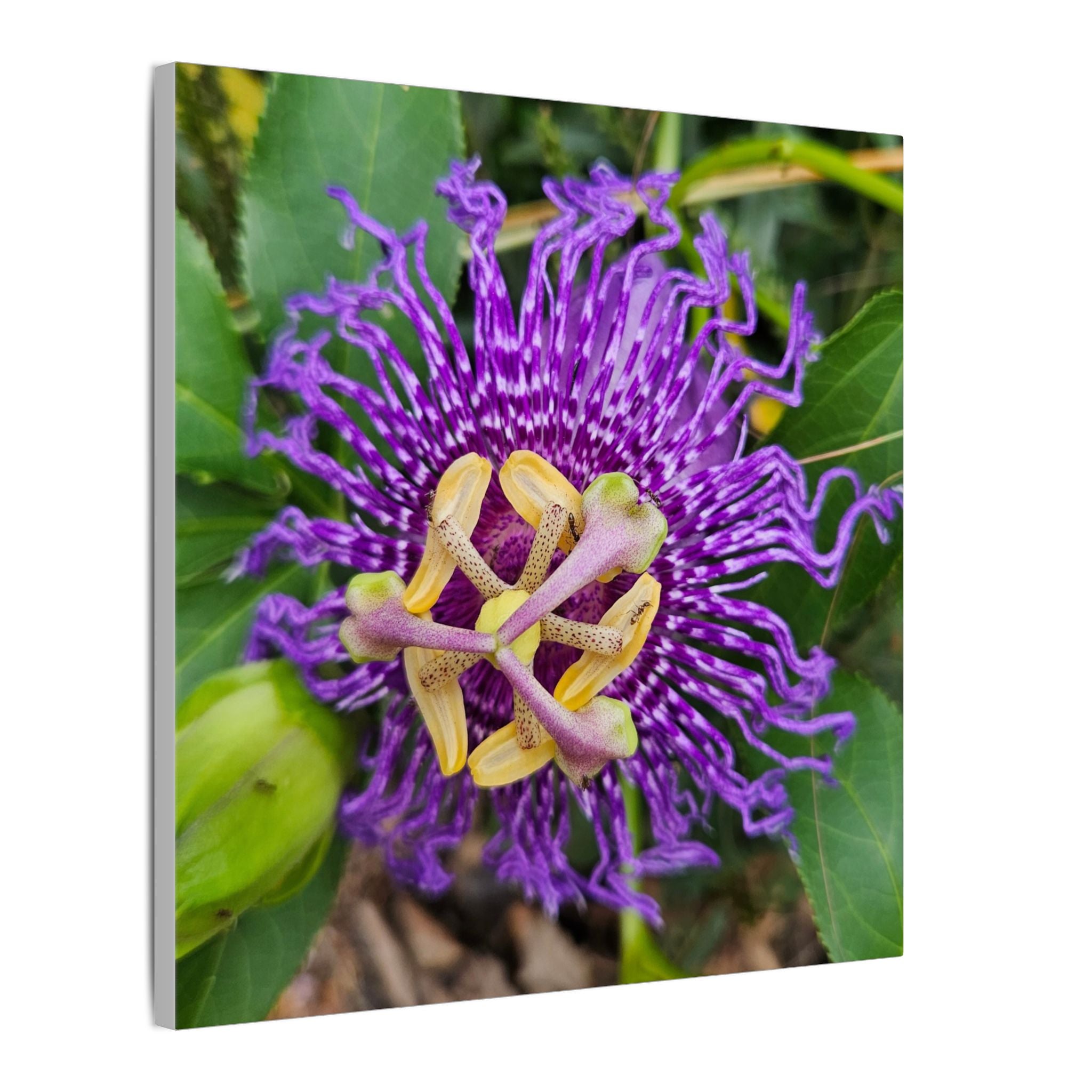 Purple Passionflower Botanical Canvas