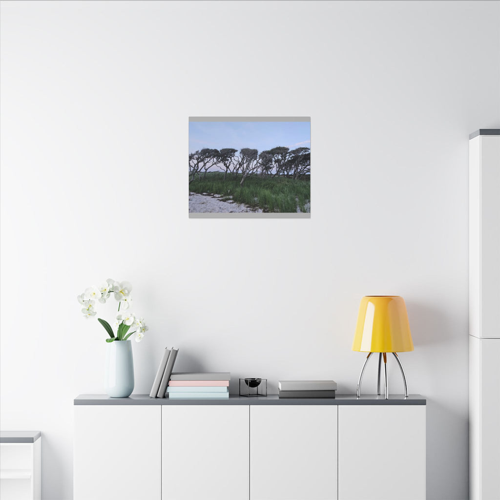 Coastal Windblown Trees Canvas