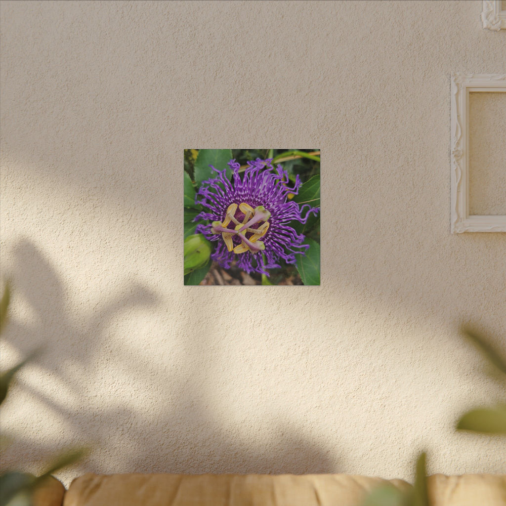 Purple Passionflower Botanical Canvas