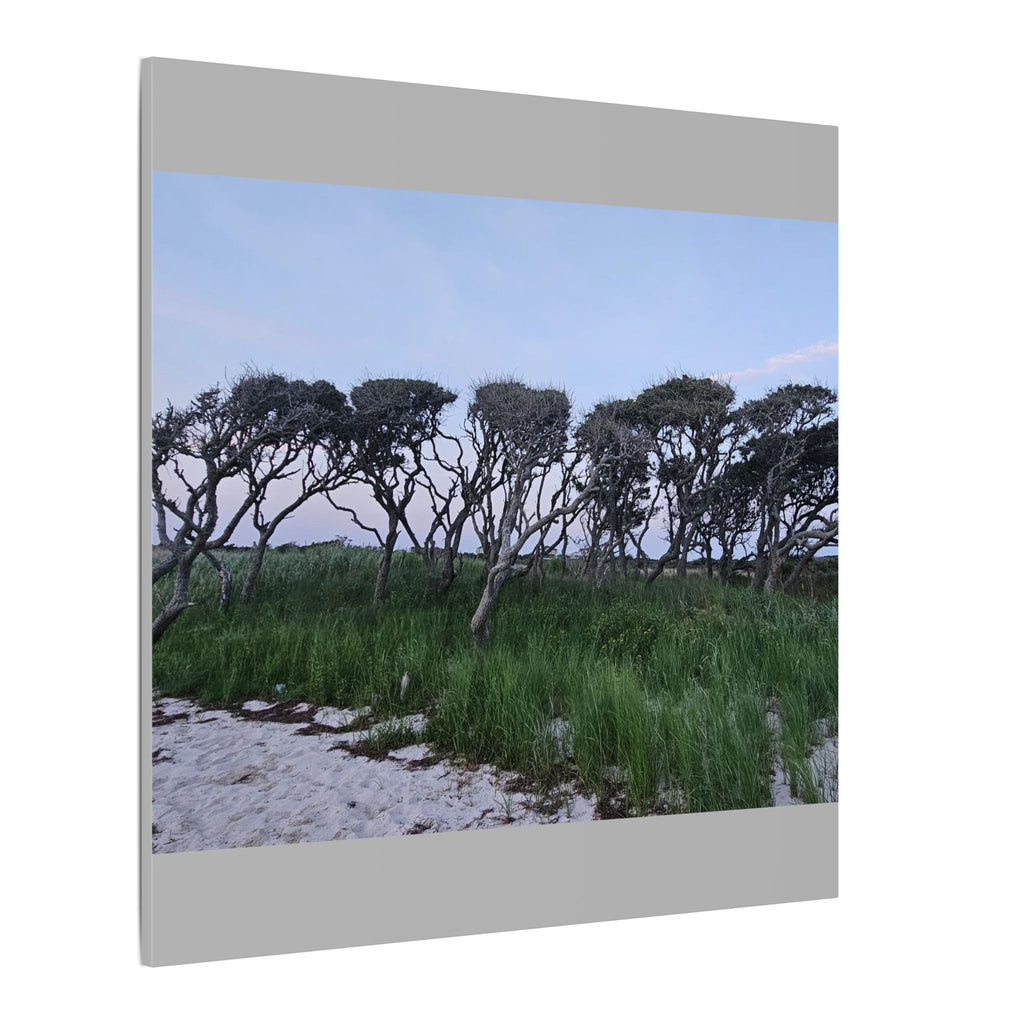 Coastal Windblown Trees Canvas