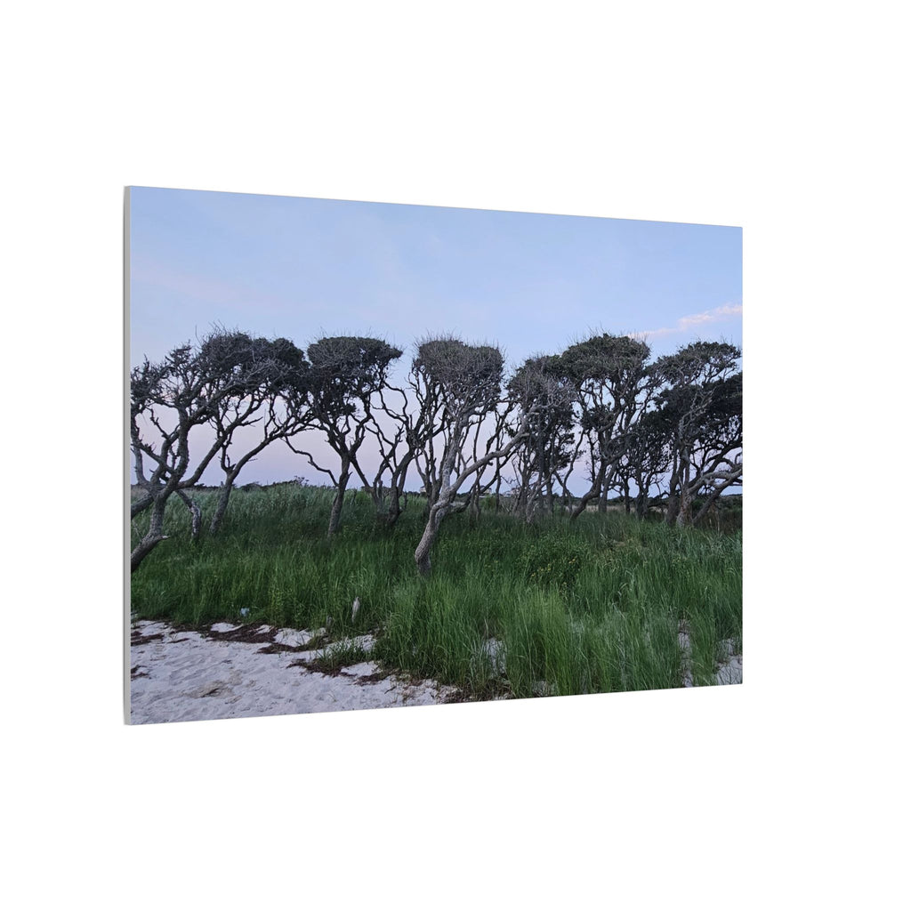 Coastal Windblown Trees Canvas
