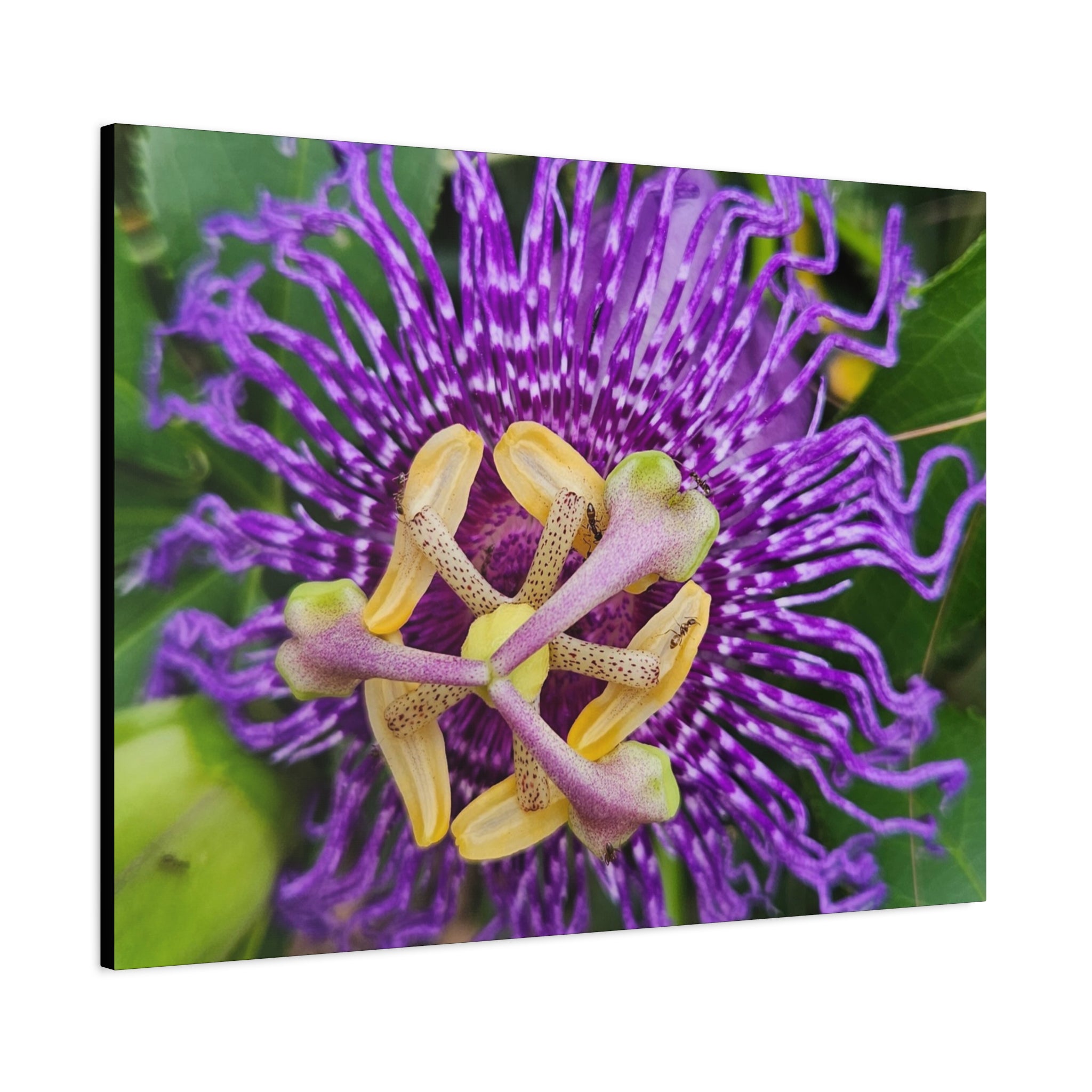 Purple Passionflower Close-Up Matte Canvas Print (Stretched)