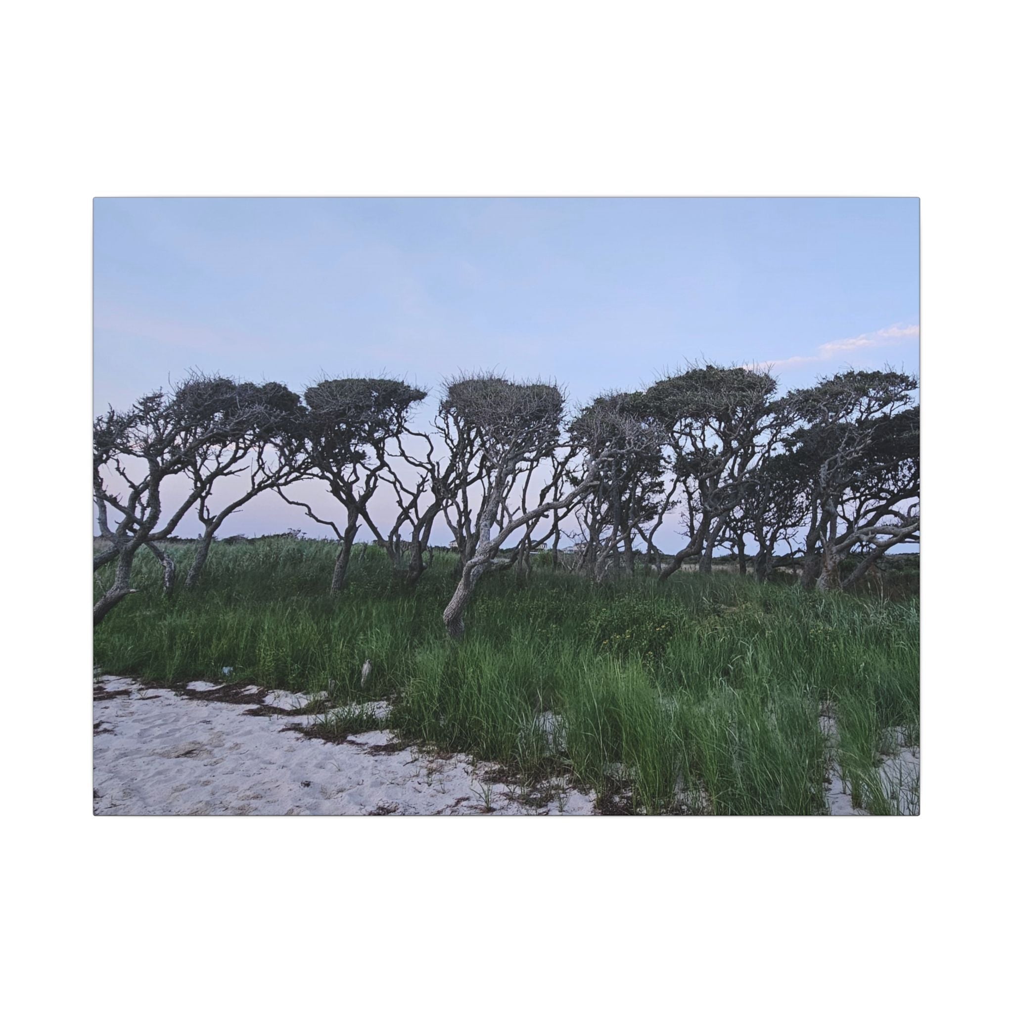 Coastal Windblown Trees Canvas