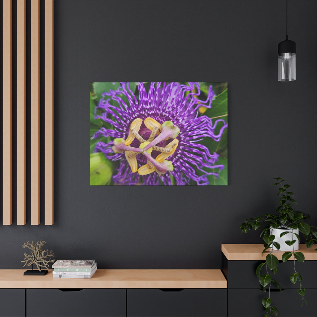 Purple Passionflower Close-Up Matte Canvas Print (Stretched)