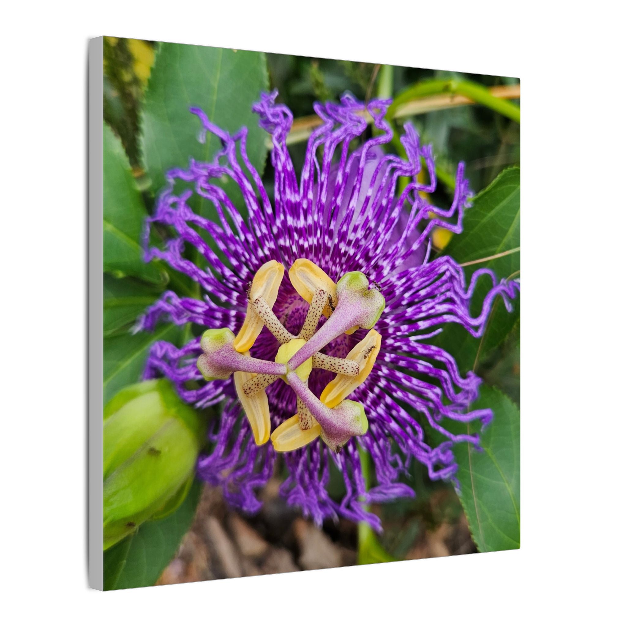 Purple Passionflower Botanical Canvas