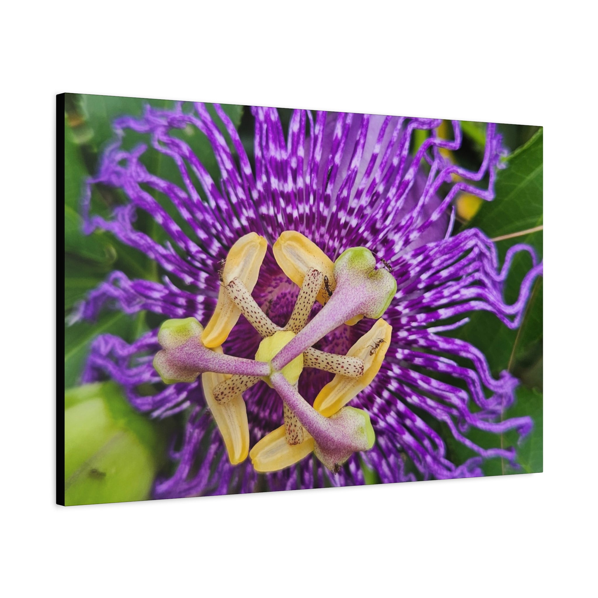 Purple Passionflower Close-Up Matte Canvas Print (Stretched)