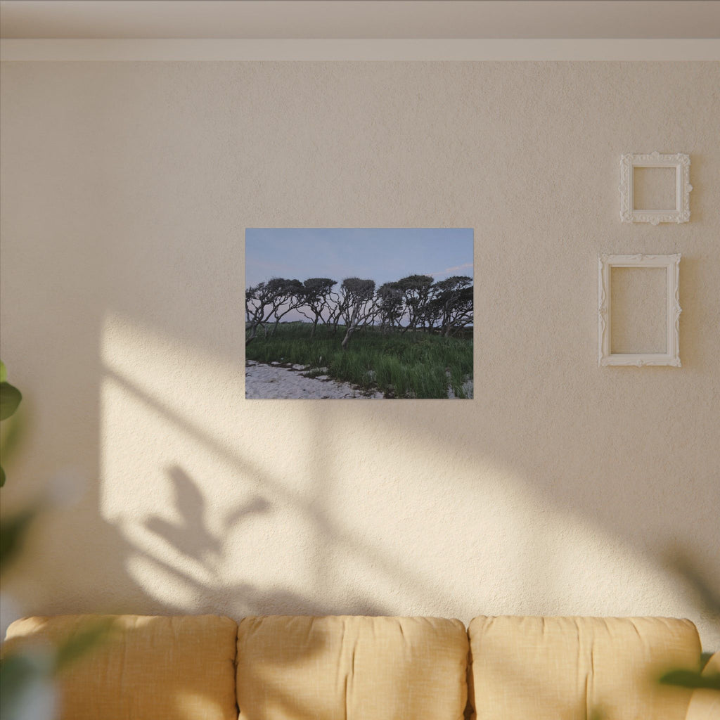 Coastal Windblown Trees Canvas