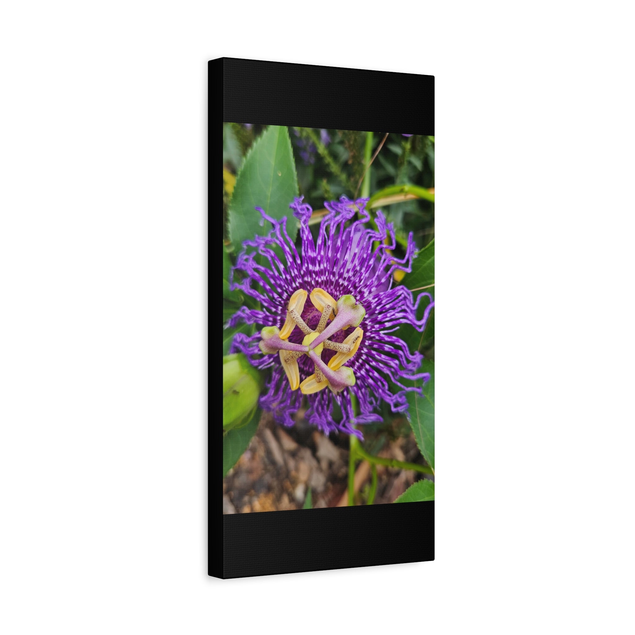 Purple Passionflower Close-Up Matte Canvas Print (Stretched)
