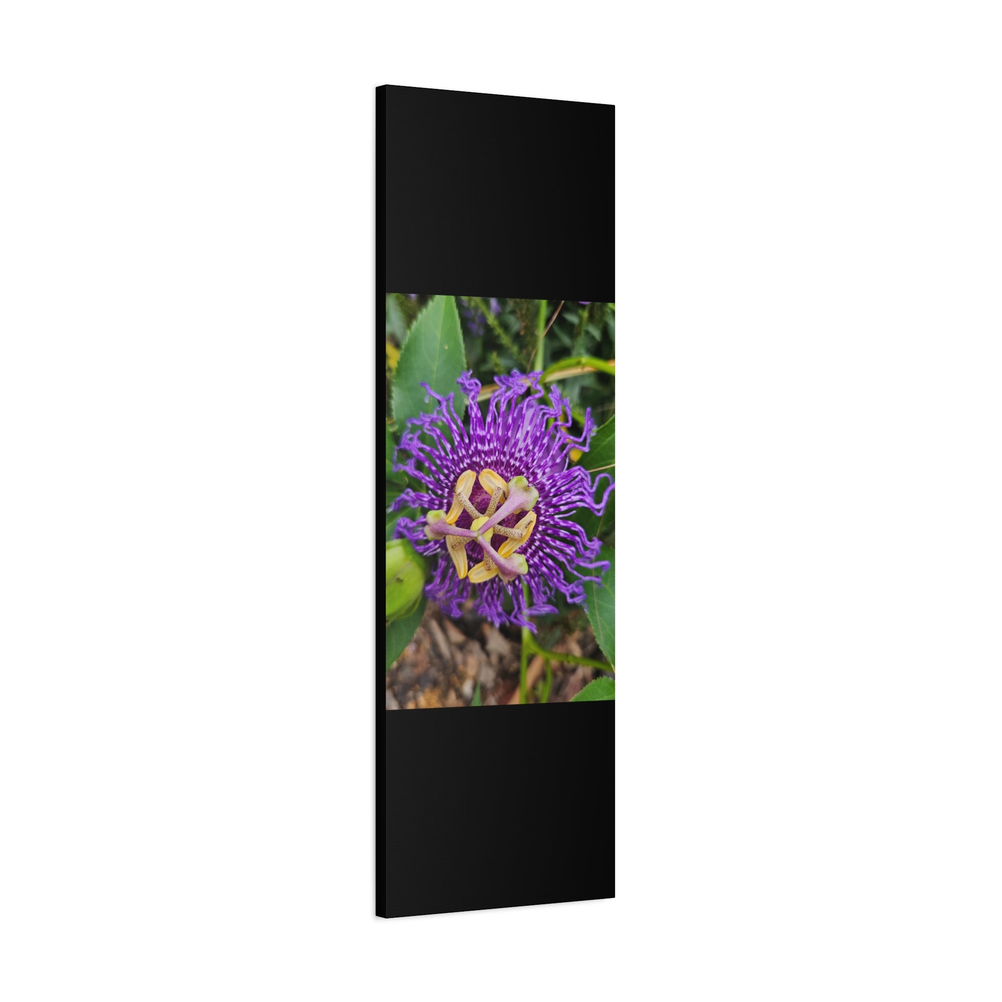 Purple Passionflower Close-Up Matte Canvas Print (Stretched)