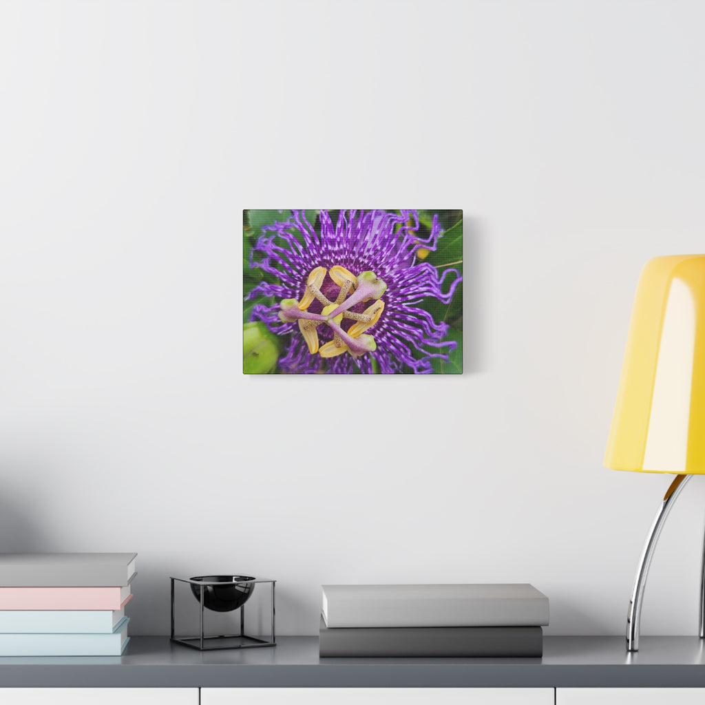 Purple Passionflower Close-Up Matte Canvas Print (Stretched)