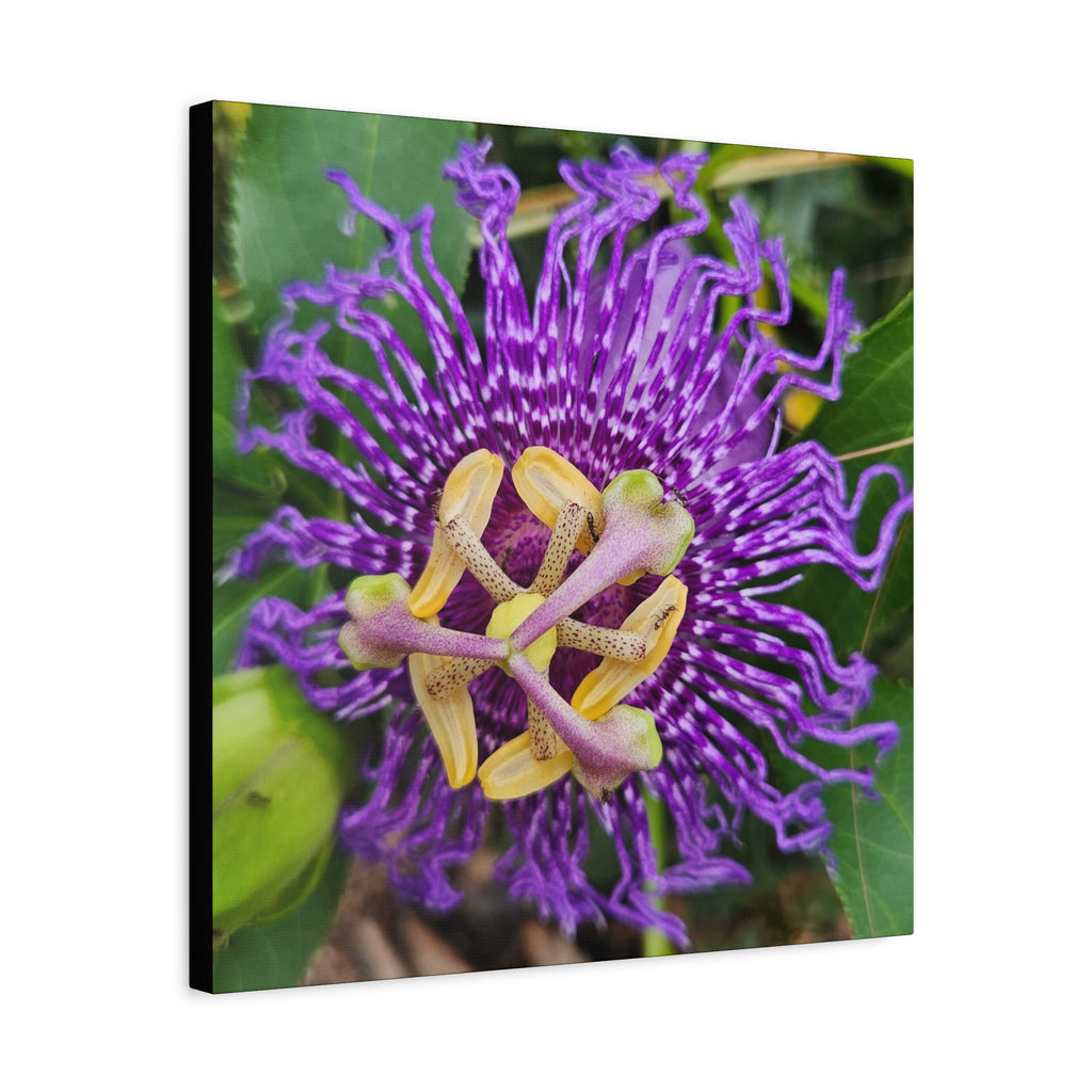 Purple Passionflower Close-Up Matte Canvas Print (Stretched)