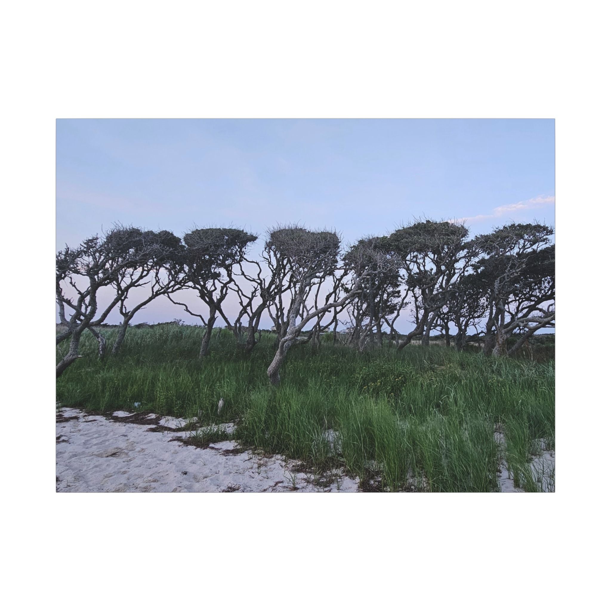 Coastal Windblown Trees Canvas