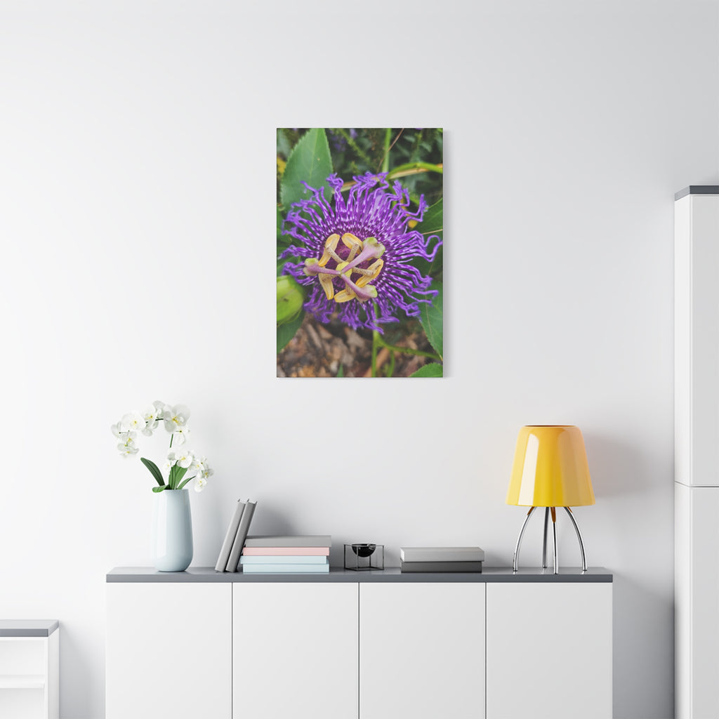 Purple Passionflower Close-Up Matte Canvas Print (Stretched)
