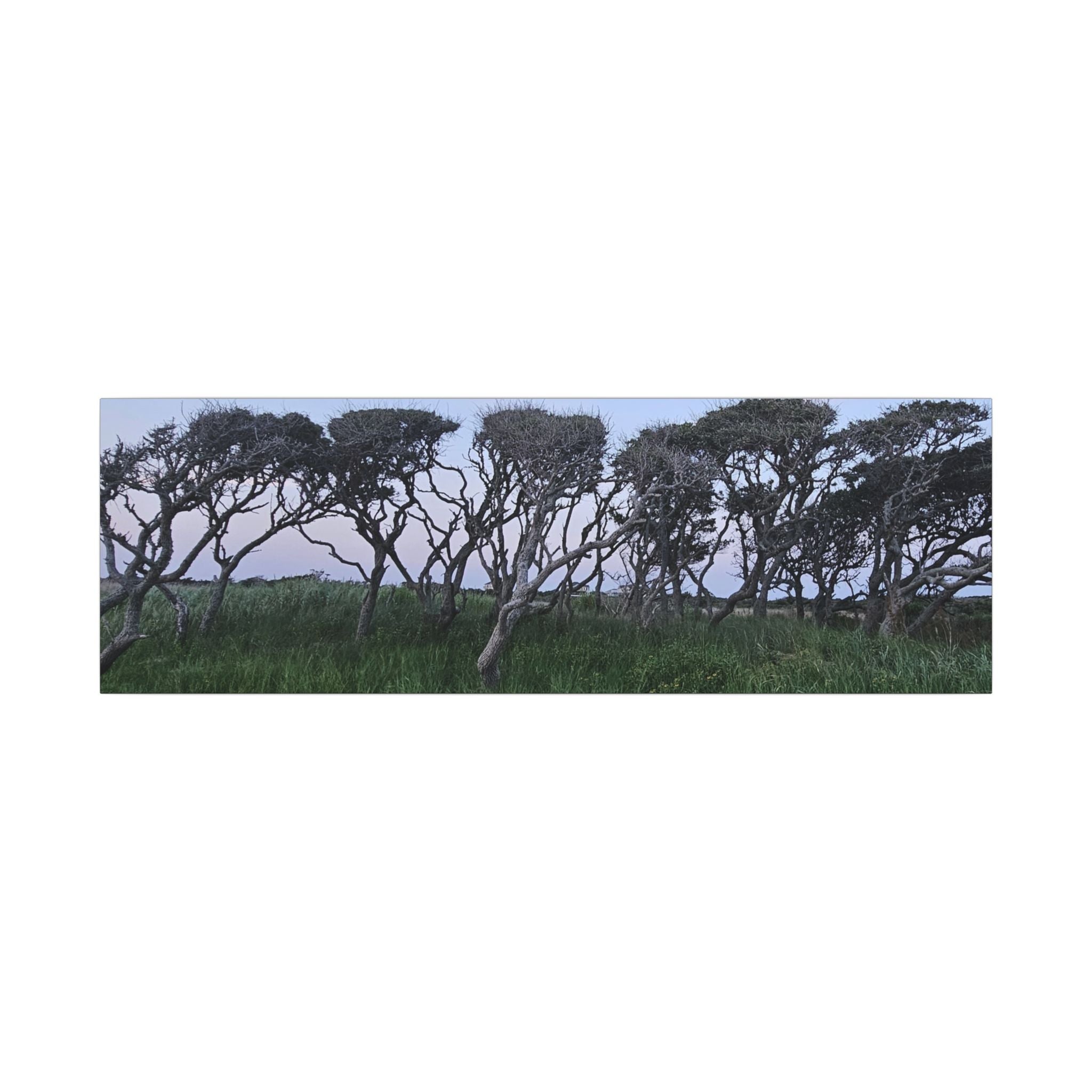 Coastal Windblown Trees Canvas