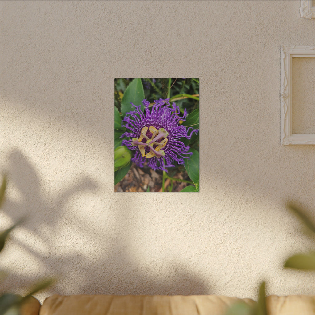 Purple Passionflower Botanical Canvas