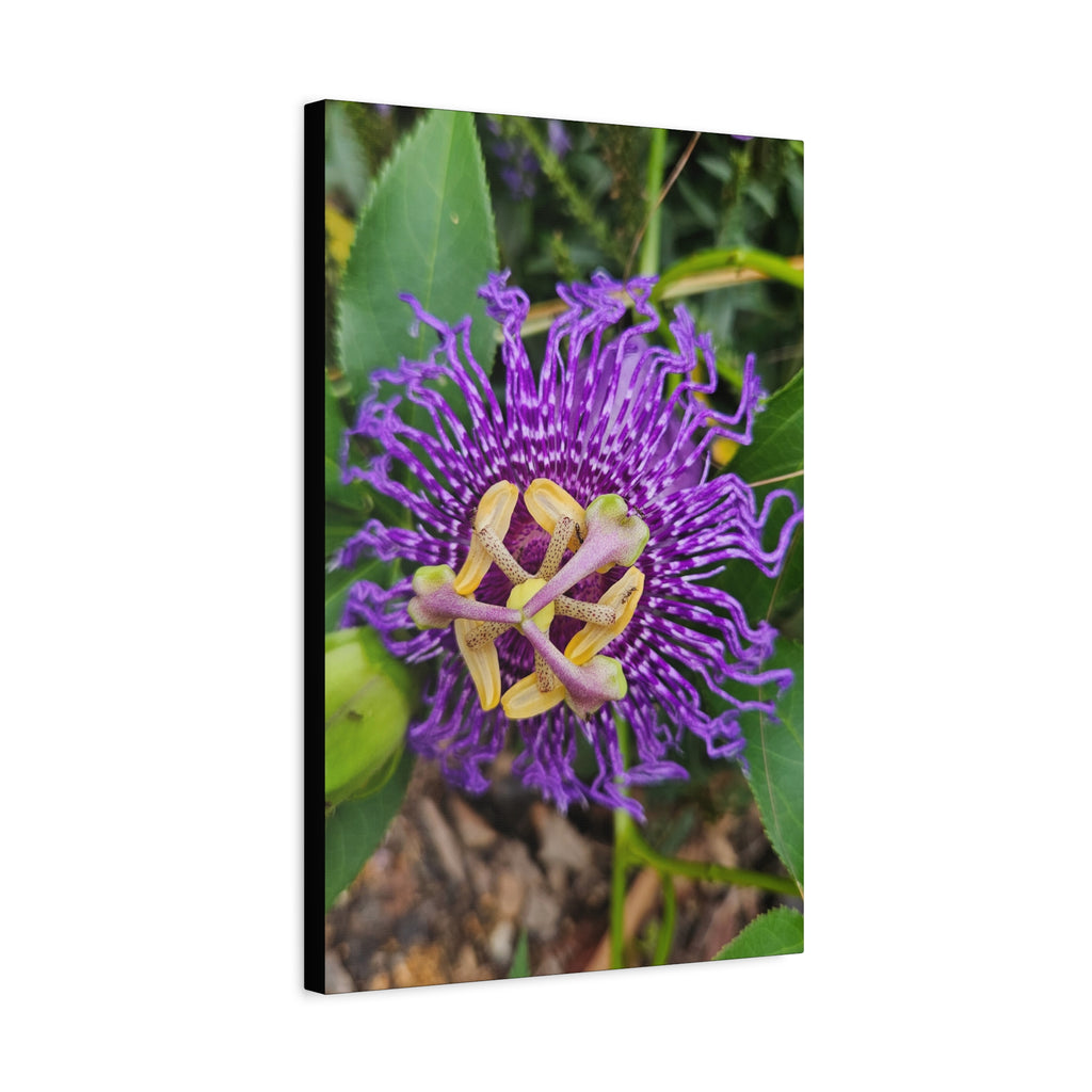 Purple Passionflower Close-Up Matte Canvas Print (Stretched)