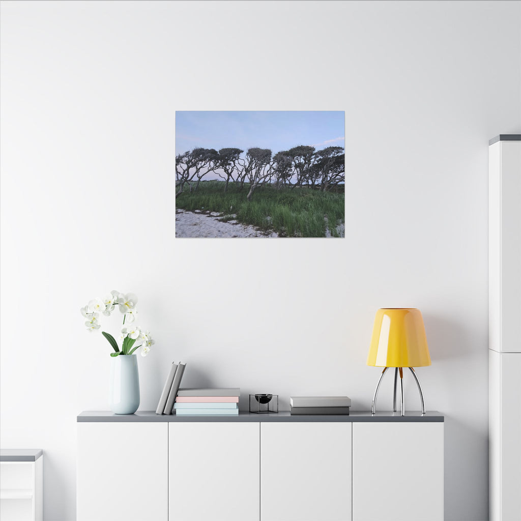 Coastal Windblown Trees Canvas