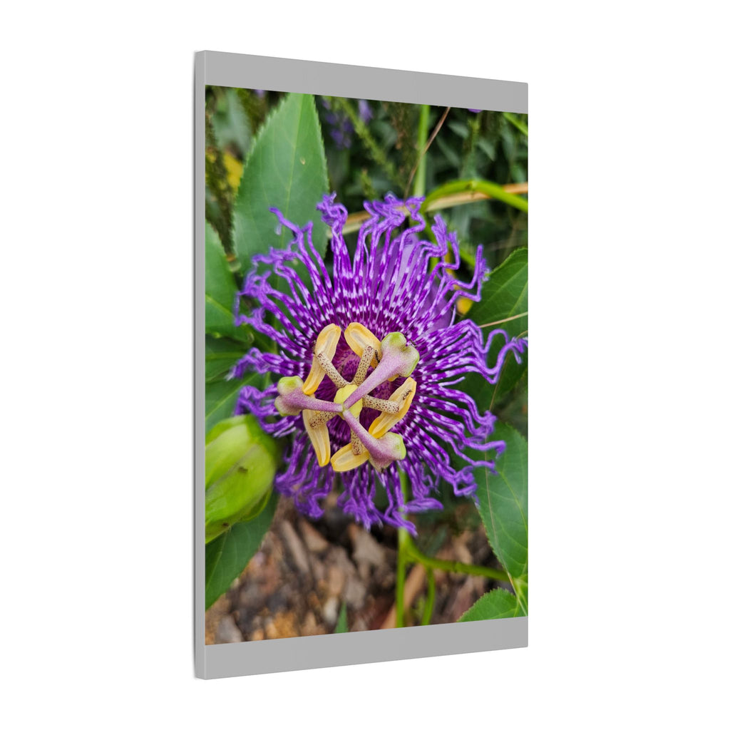 Purple Passionflower Botanical Canvas