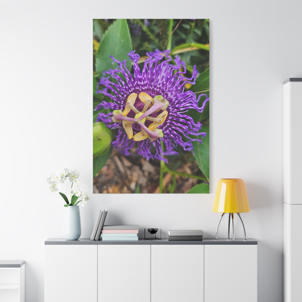 Purple Passionflower Close-Up Matte Canvas Print (Stretched)