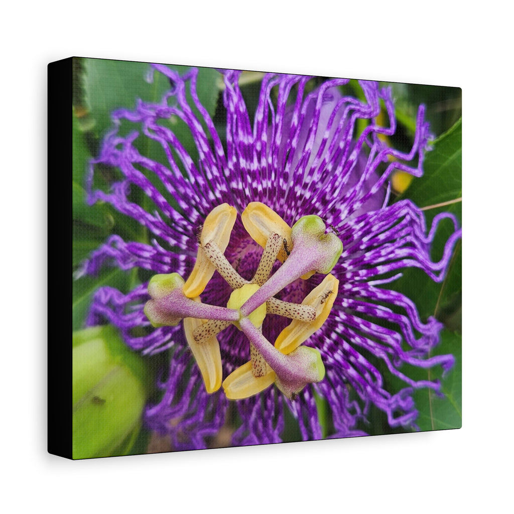 Purple Passionflower Close-Up Matte Canvas Print (Stretched)