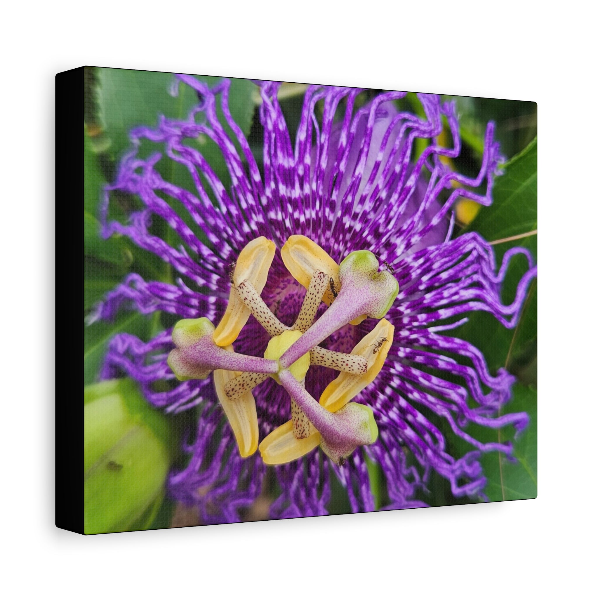 Purple Passionflower Close-Up Matte Canvas Print (Stretched)