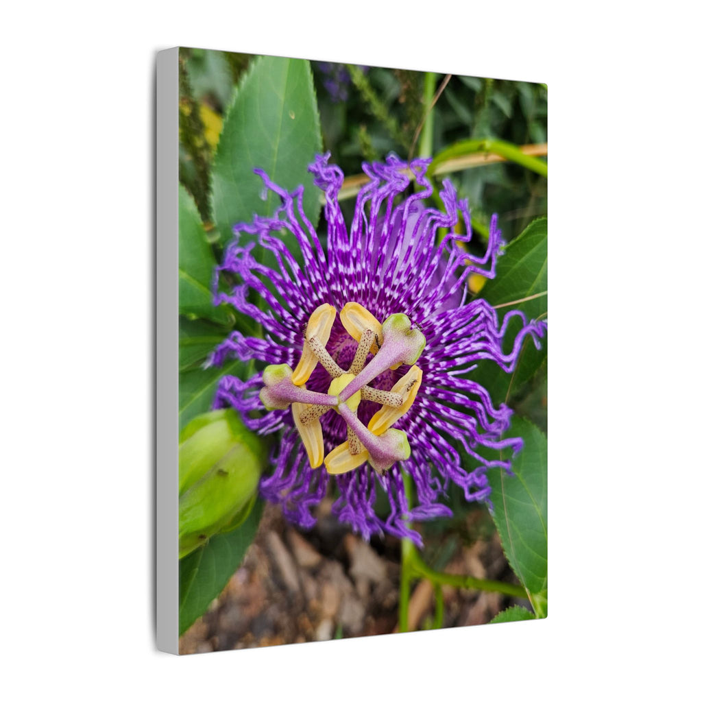 Purple Passionflower Botanical Canvas