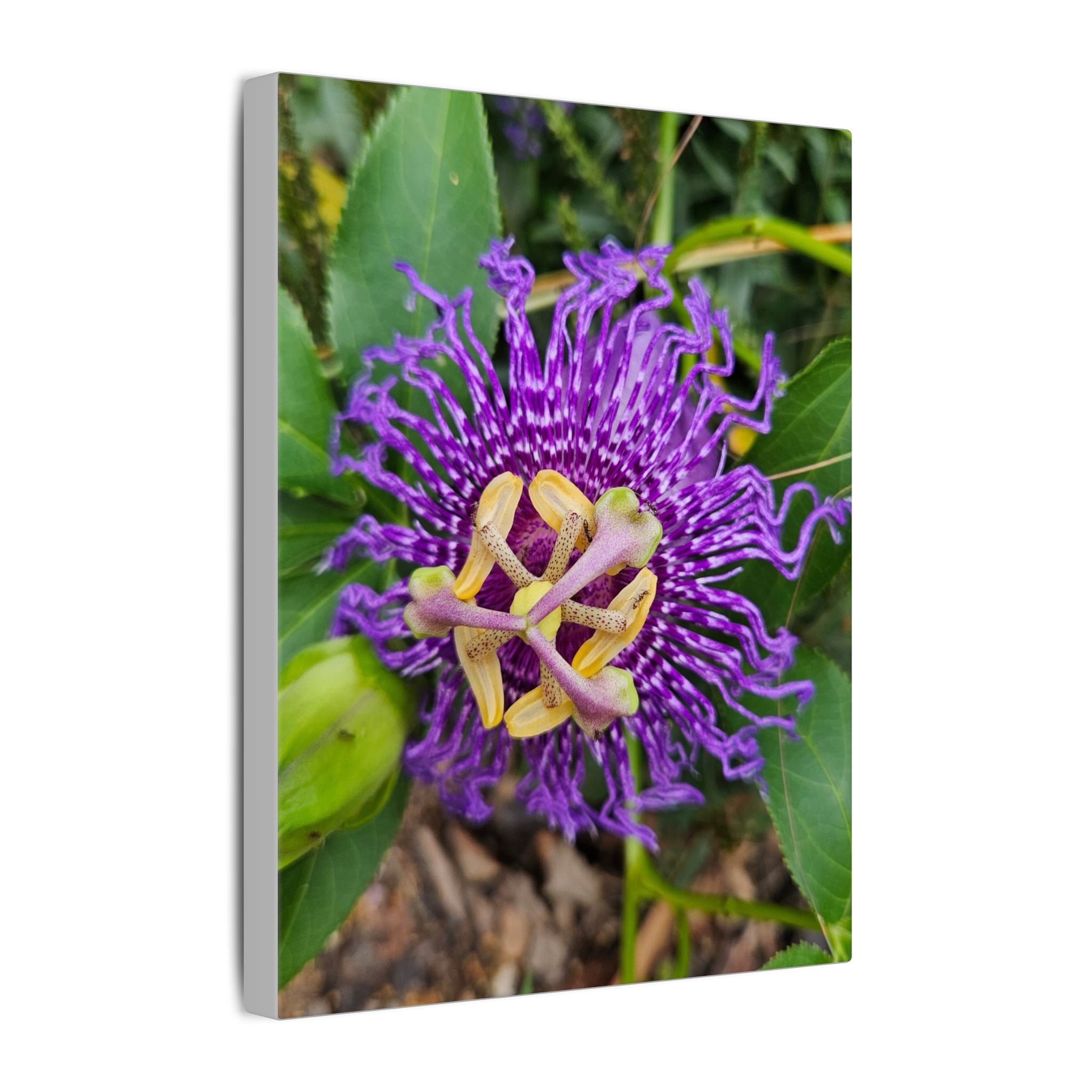 Purple Passionflower Botanical Canvas