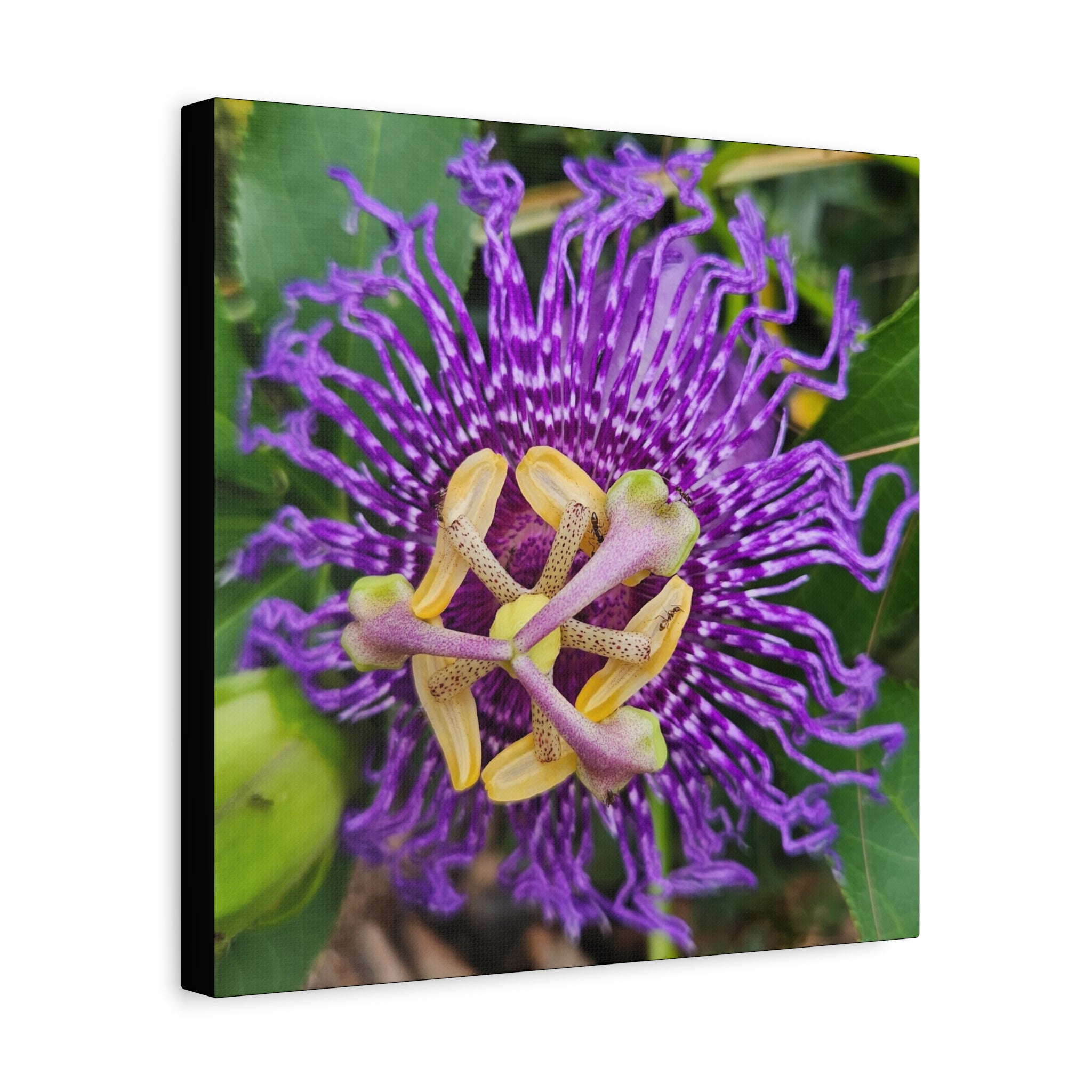 Purple Passionflower Close-Up Matte Canvas Print (Stretched)