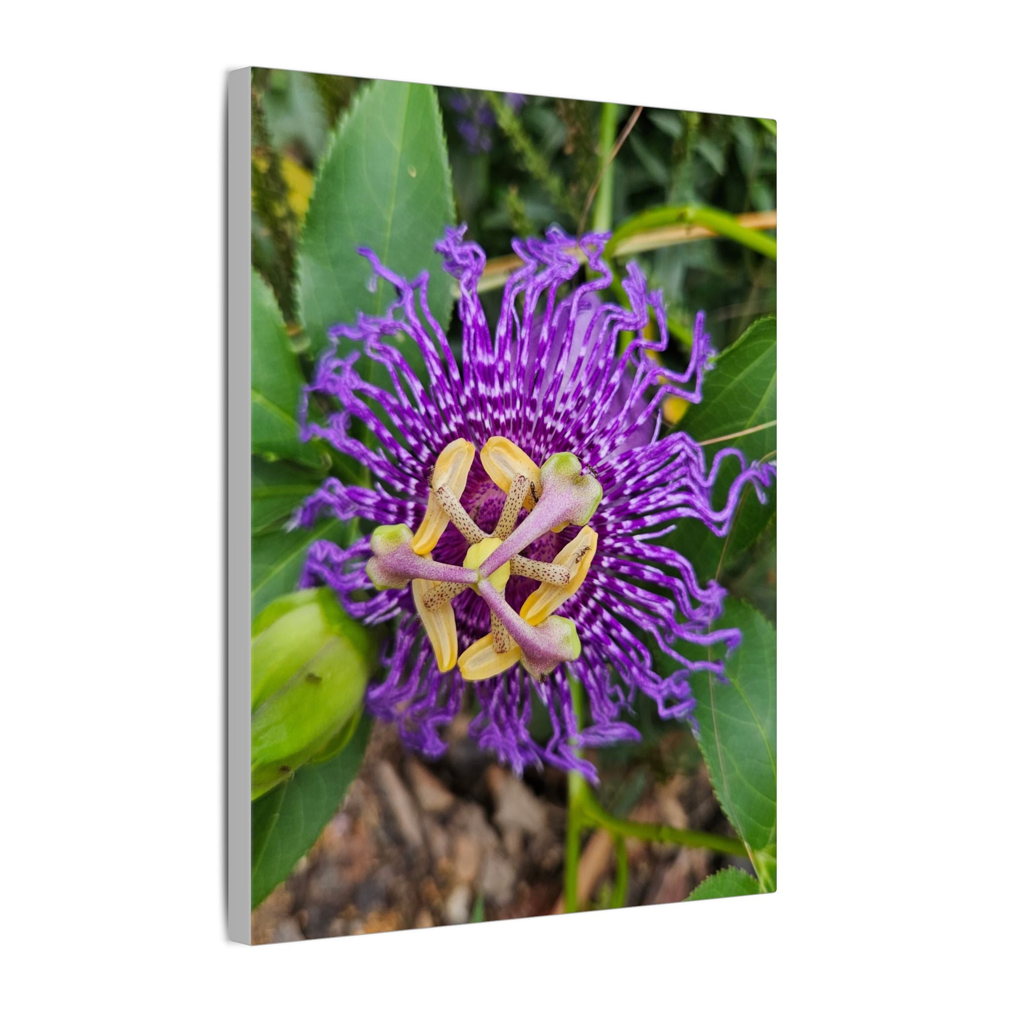 Purple Passionflower Botanical Canvas