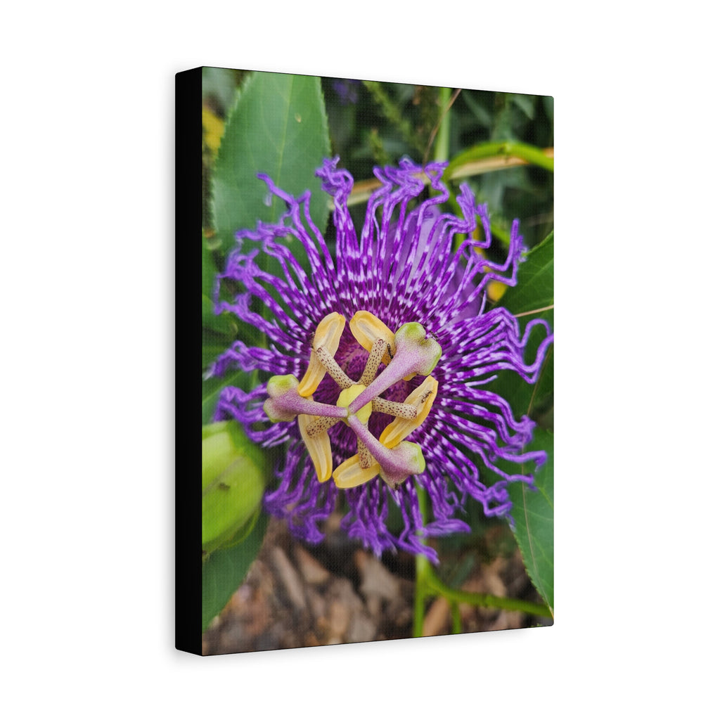 Purple Passionflower Close-Up Matte Canvas Print (Stretched)