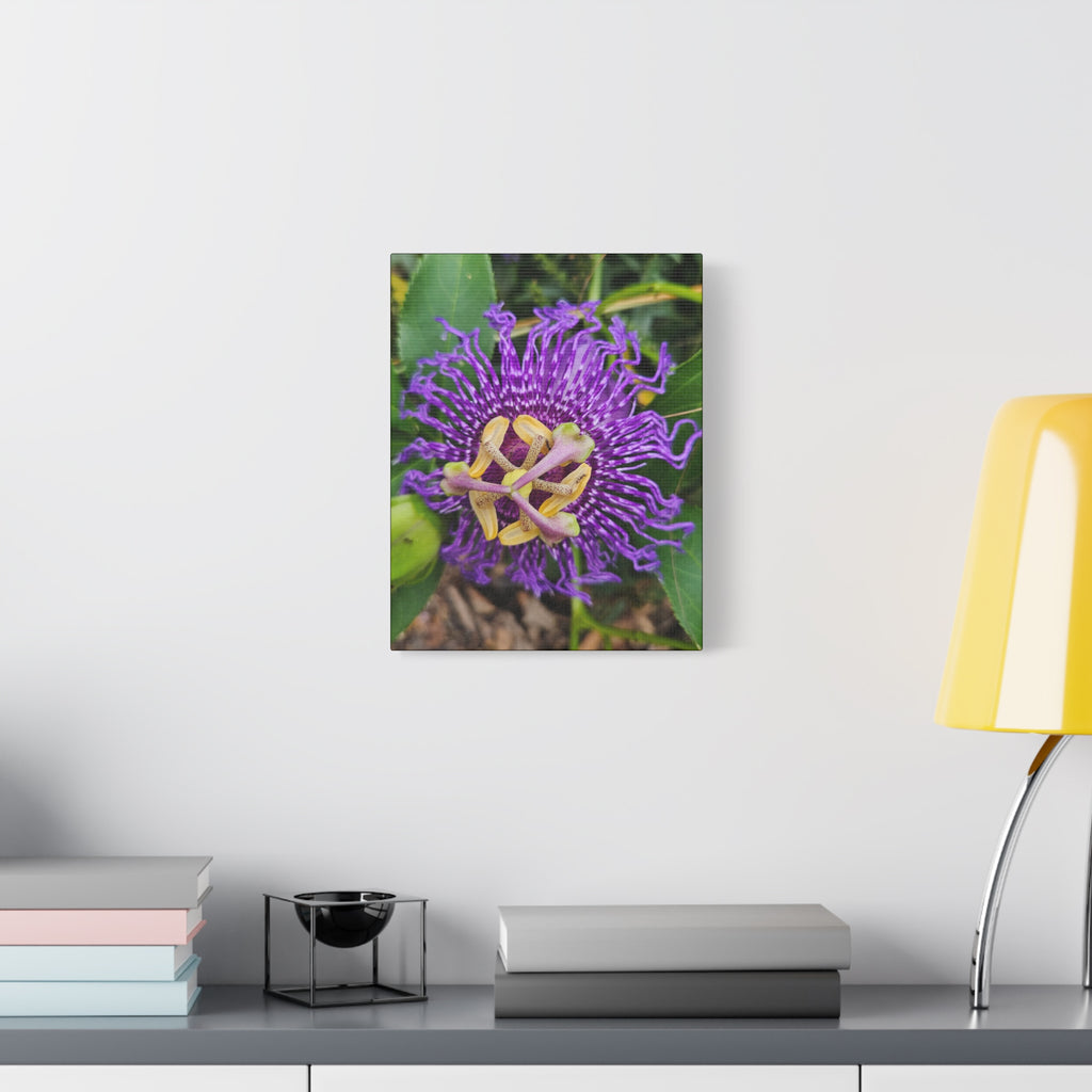 Purple Passionflower Close-Up Matte Canvas Print (Stretched)