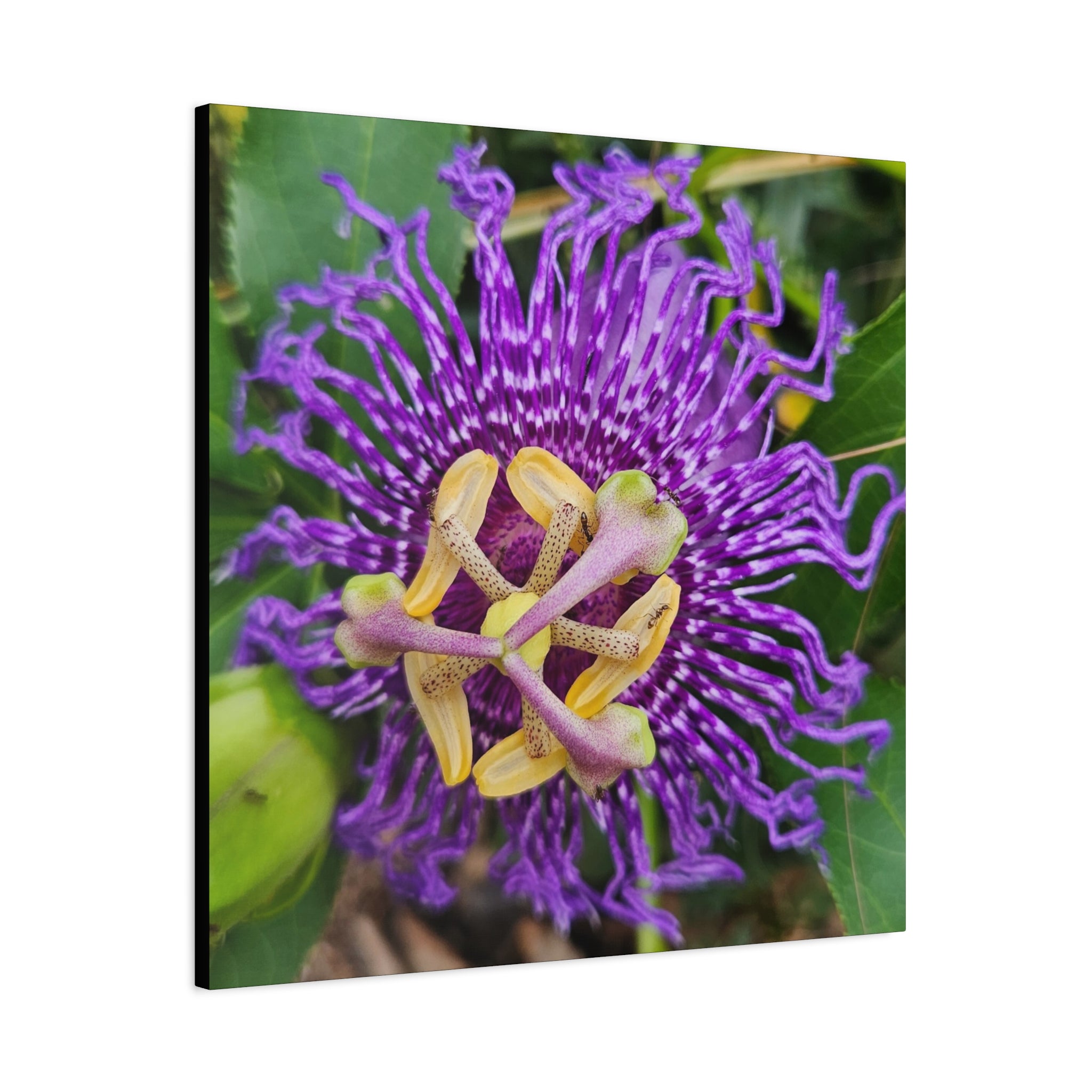 Purple Passionflower Close-Up Matte Canvas Print (Stretched)