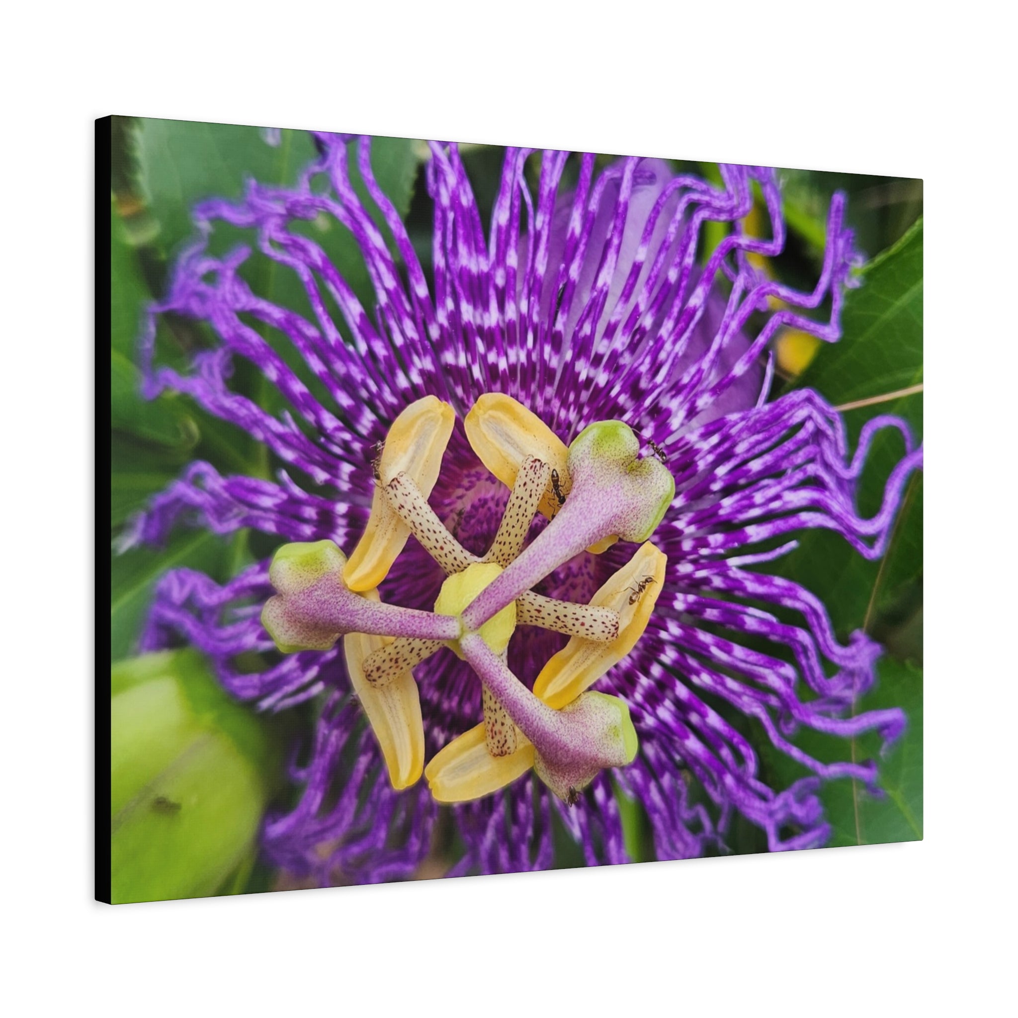 Purple Passionflower Close-Up Matte Canvas Print (Stretched)