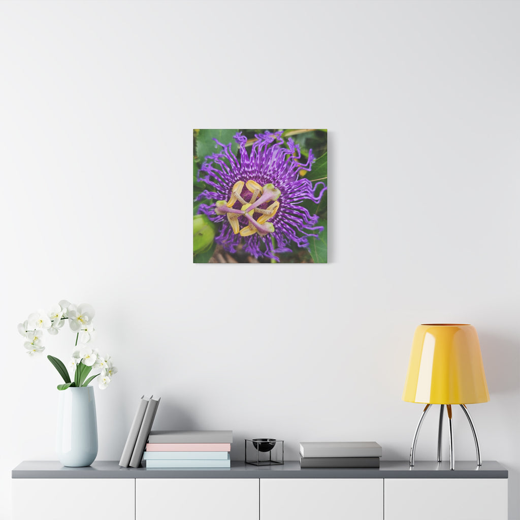 Purple Passionflower Close-Up Matte Canvas Print (Stretched)