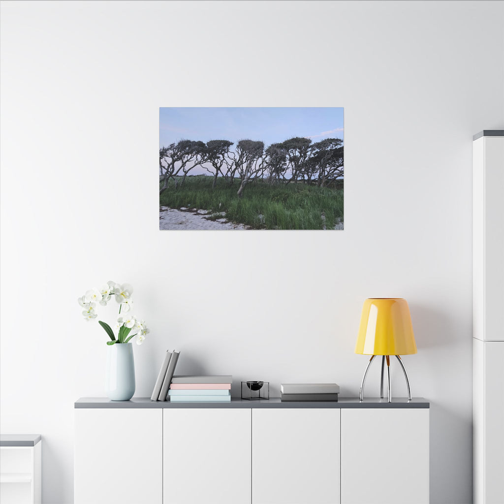 Coastal Windblown Trees Canvas