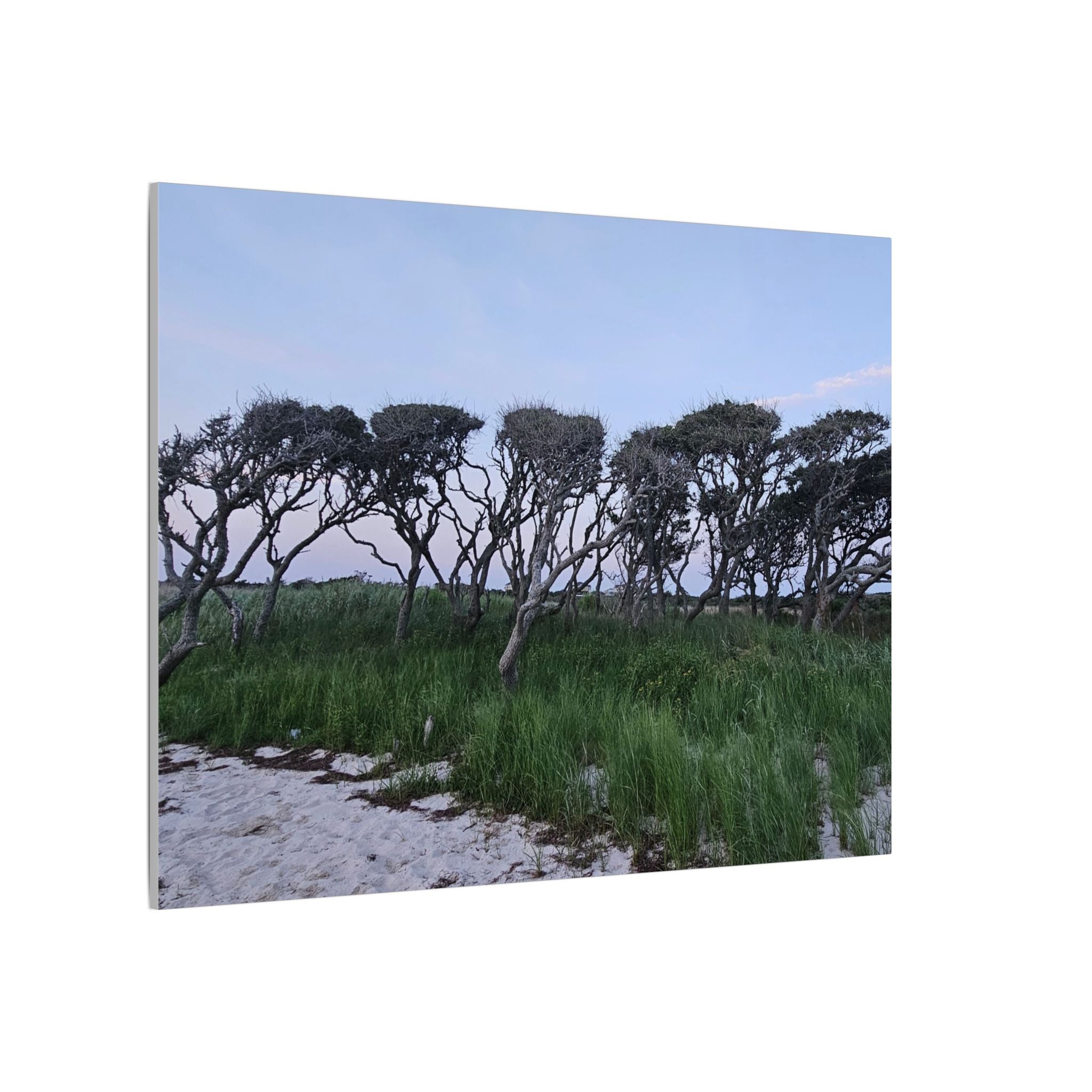 Coastal Windblown Trees Canvas