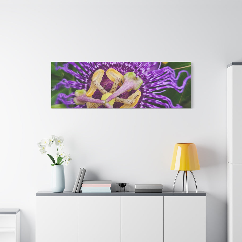 Purple Passionflower Close-Up Matte Canvas Print (Stretched)